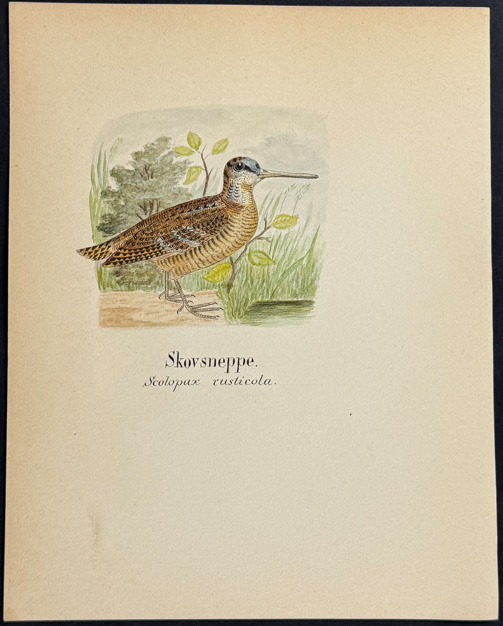Eurasian Woodcock [Scolopax rusticola]