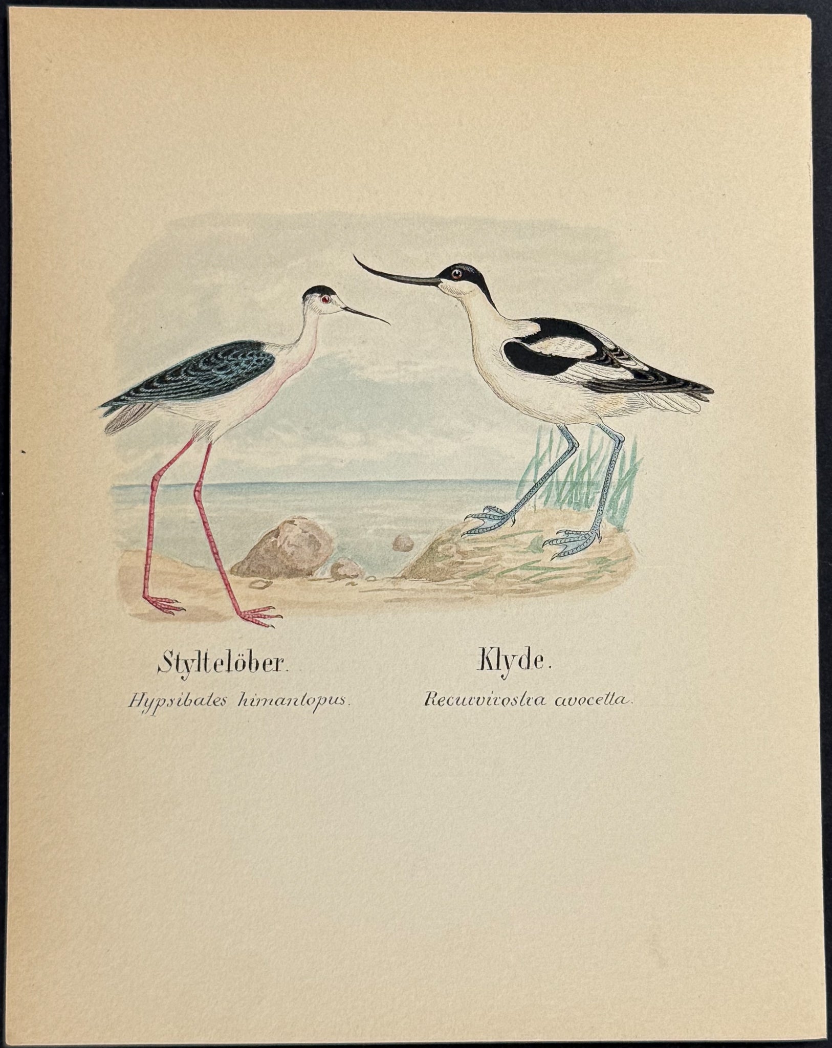 Black-winged Stilt, Pied Avocet [Hypsibates himantopus, Recurvirostra avocetta]