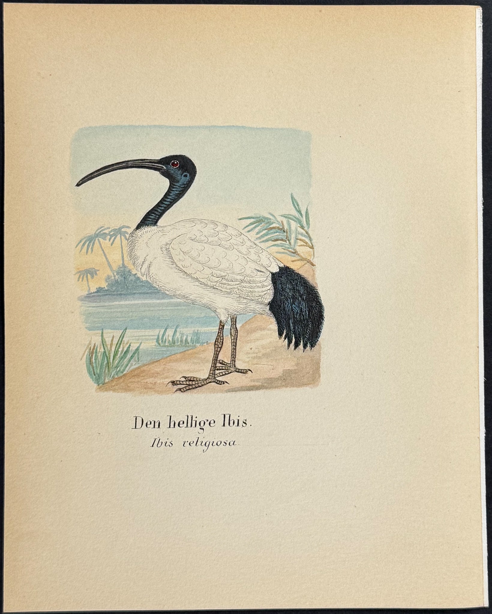 African Sacred Ibis [Ibis religiosa]