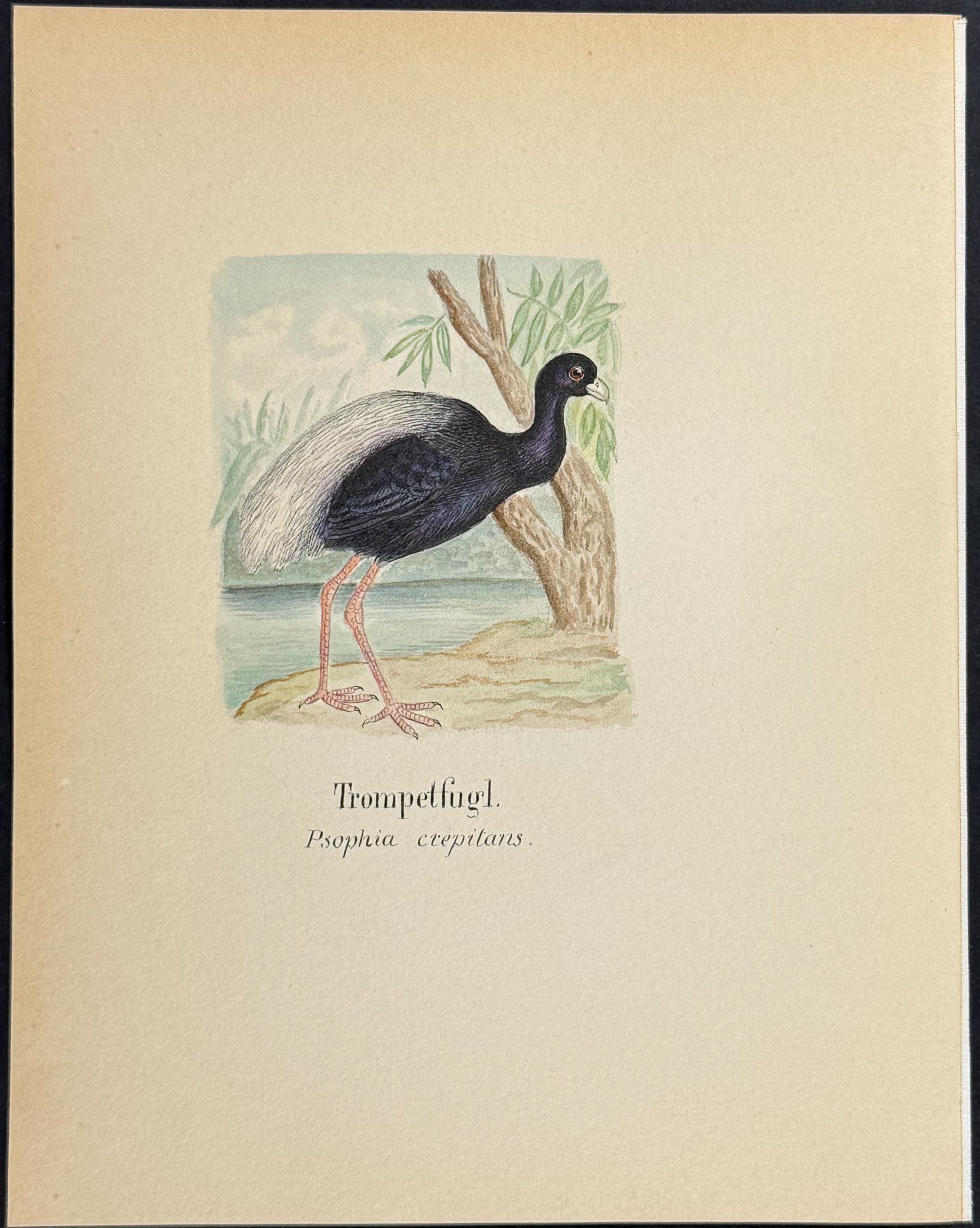 Grey-winged Trumpeter [Psophia crepitans]