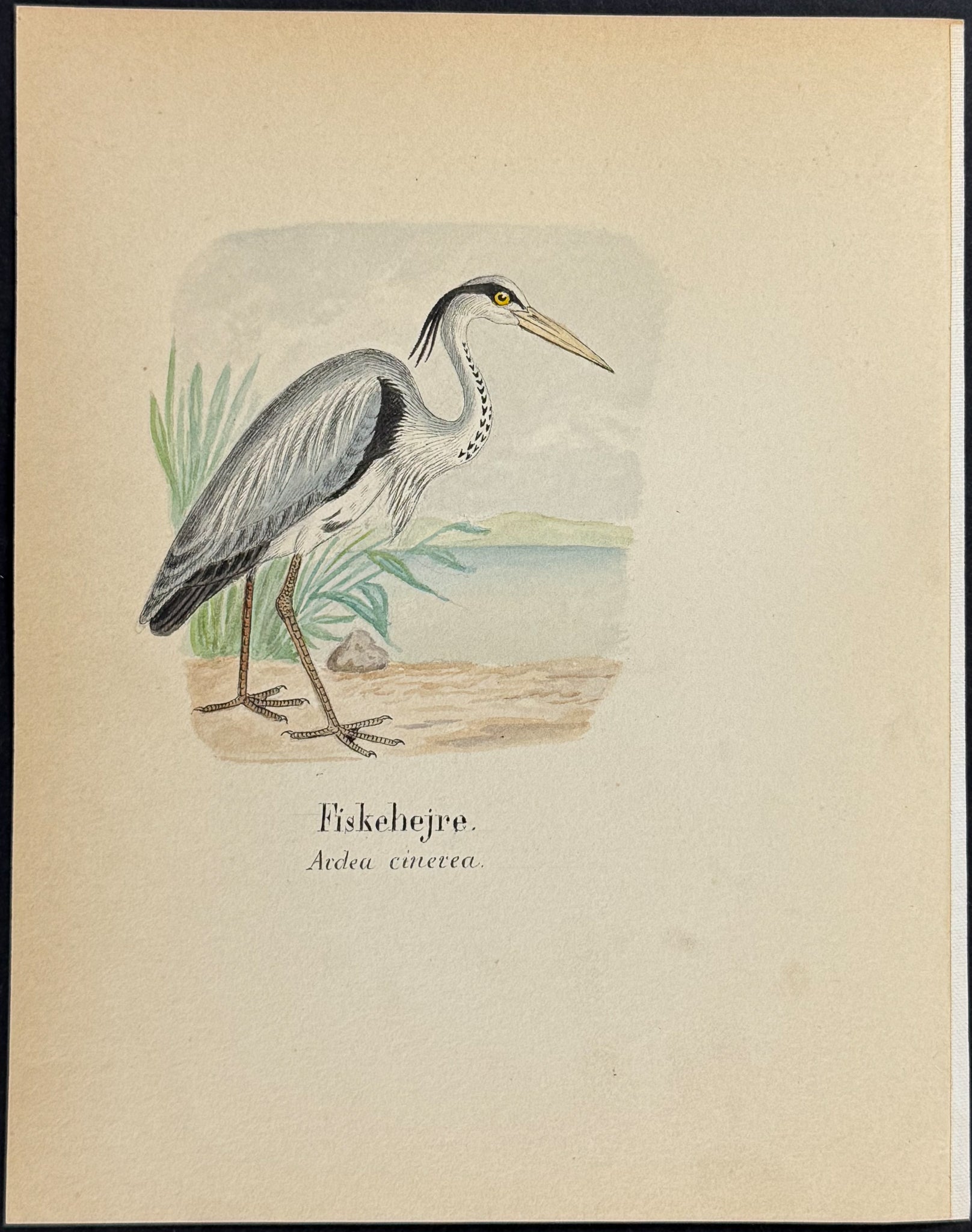 Grey Heron [Ardea cinerea]