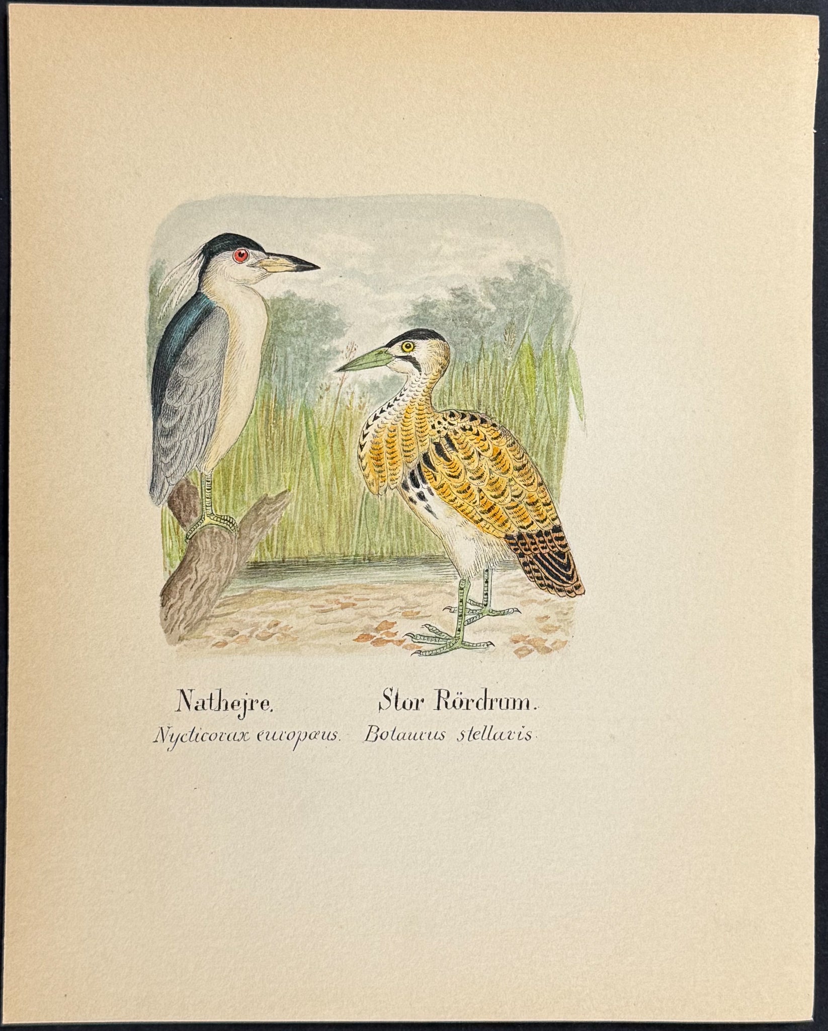 Black-crowned Night Heron & Eurasian Bittern [Nycticorax europaeus, Botaurus stellaris]
