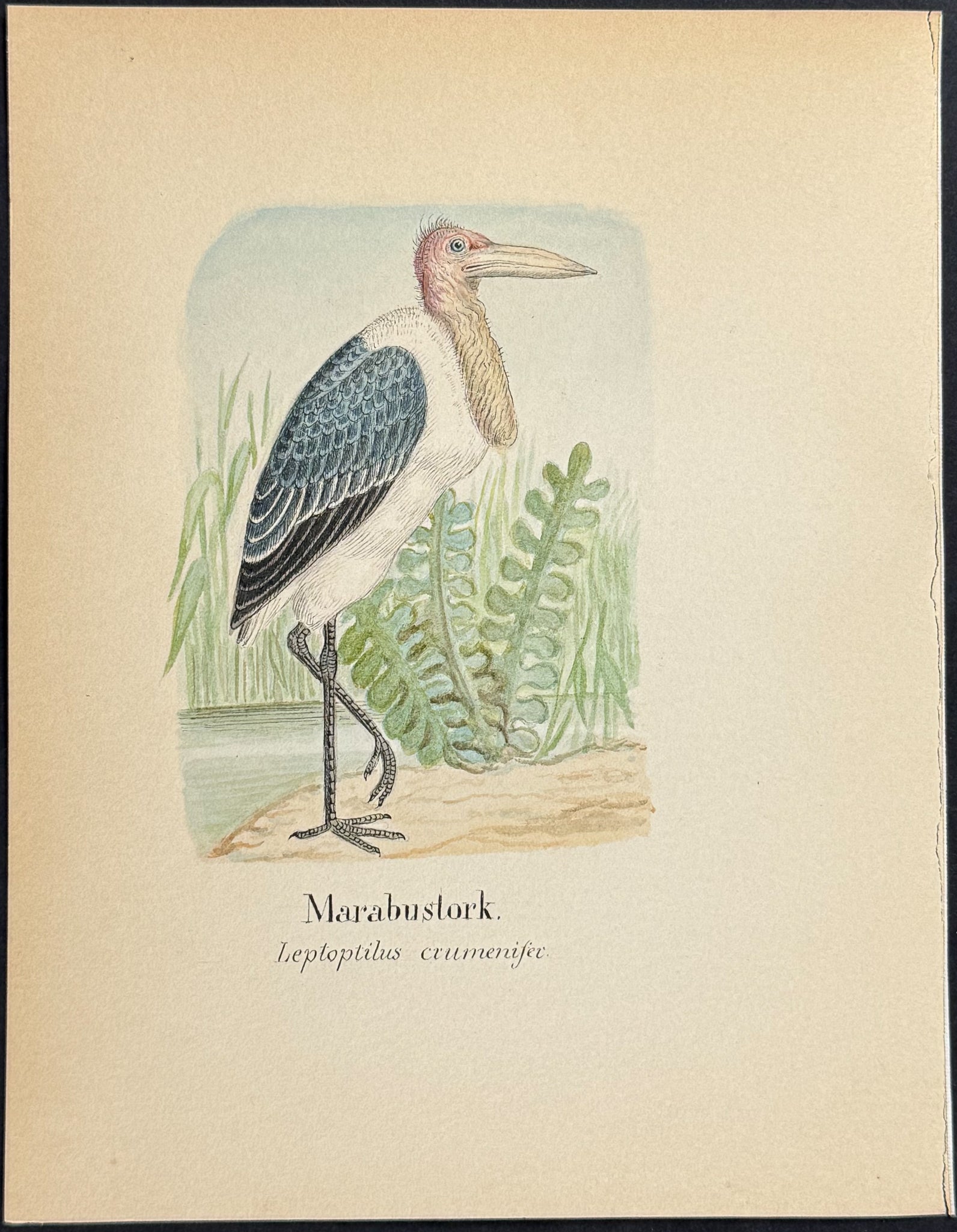 Marabou Stork [Leptoptilus crumenifec]