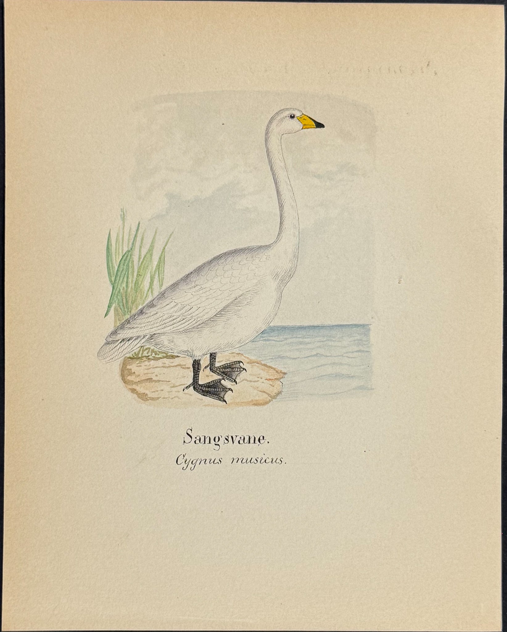 Whooper Swan [Cygnus musicus]