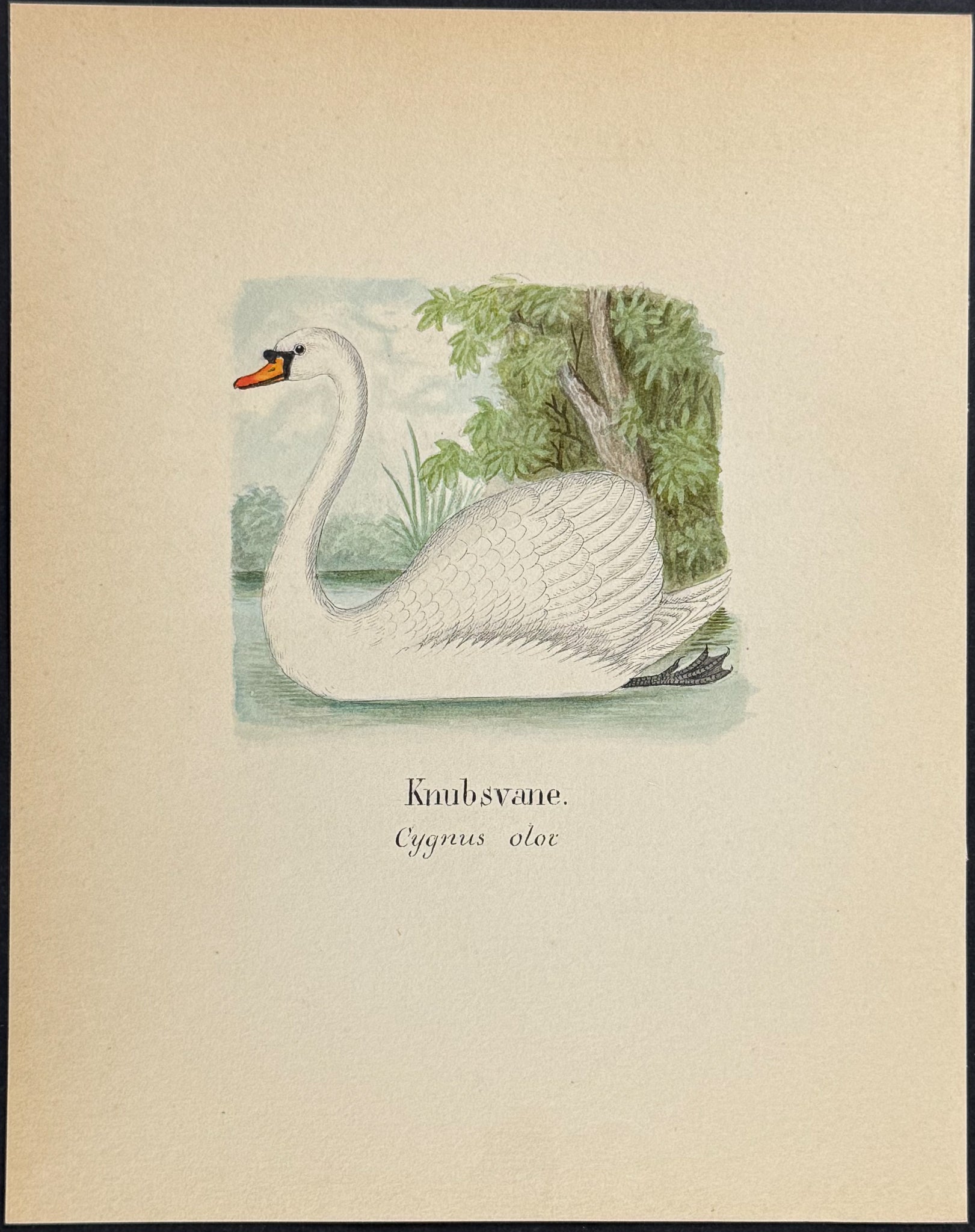 Mute Swan [Cygnus olor]