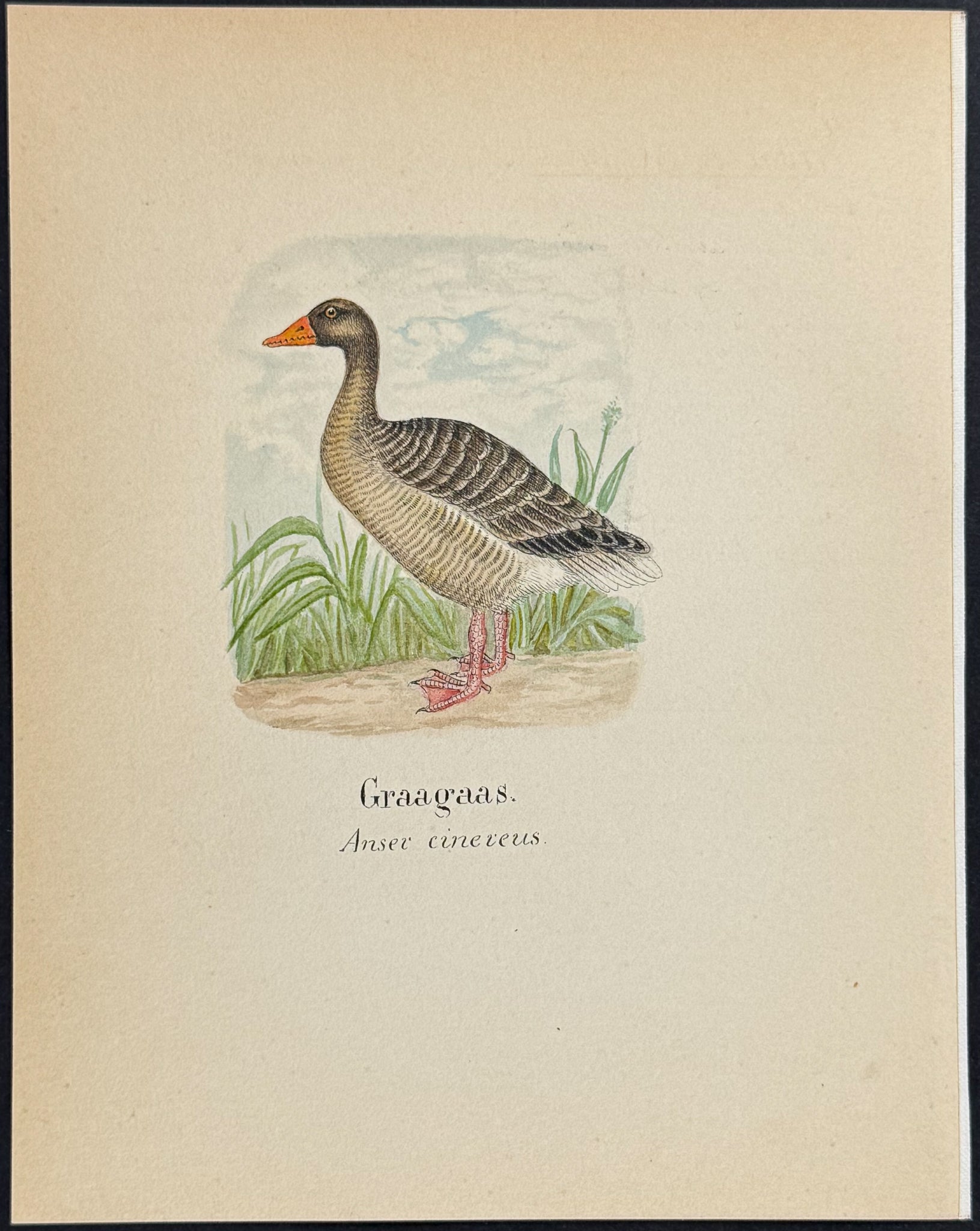 Greylag Goose [Anser cinereus]