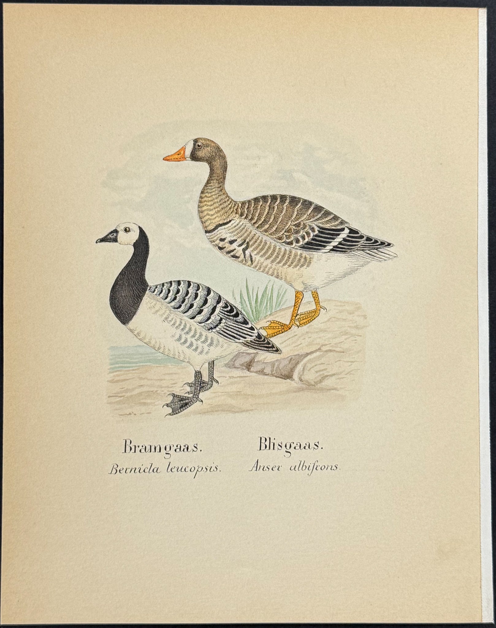 Barnacle Goose & Greater White-fronted Goose [Bernicla leucopsis, Anser albiscons]