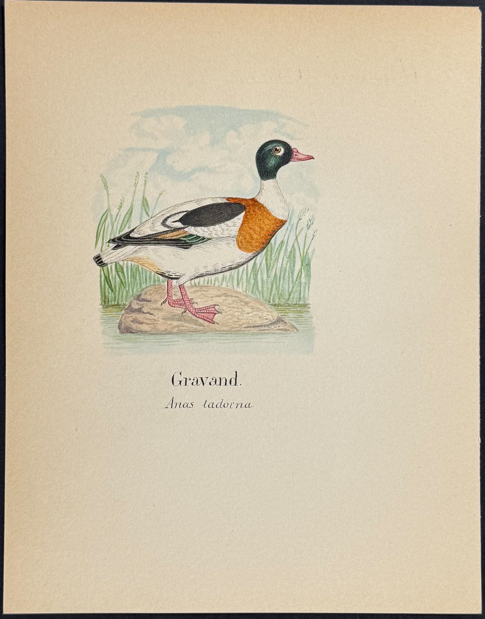 Common Shelduck [Anas tadorna]