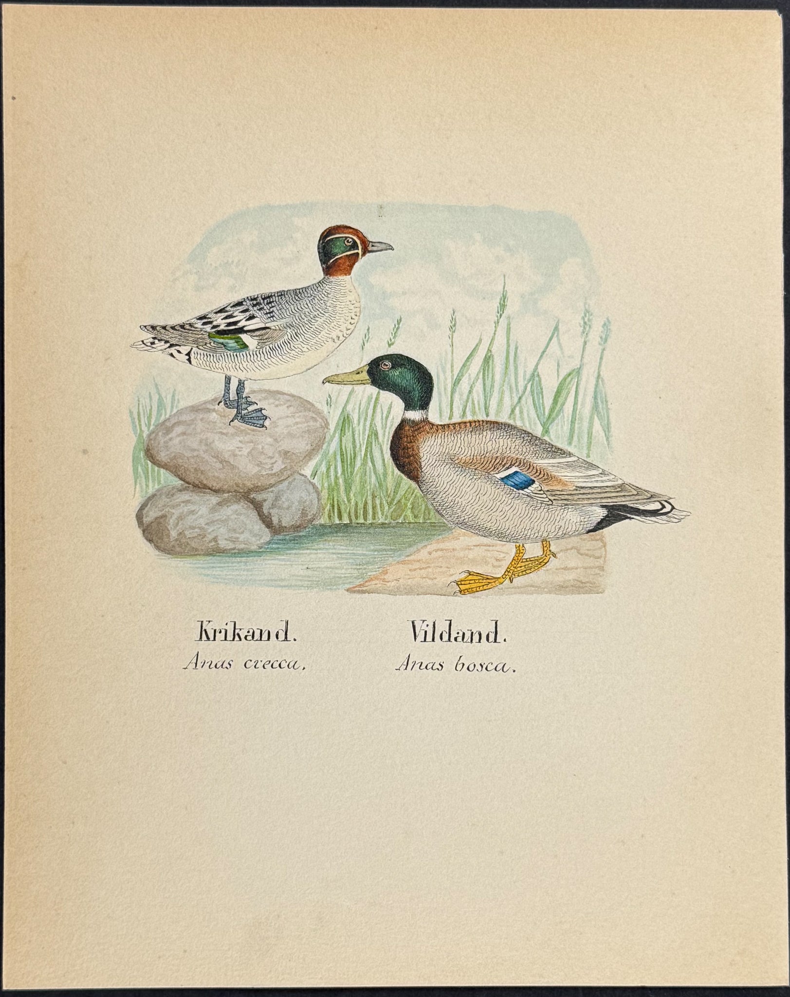 Eurasian Teal [Anus crecca, Anas bosca]
