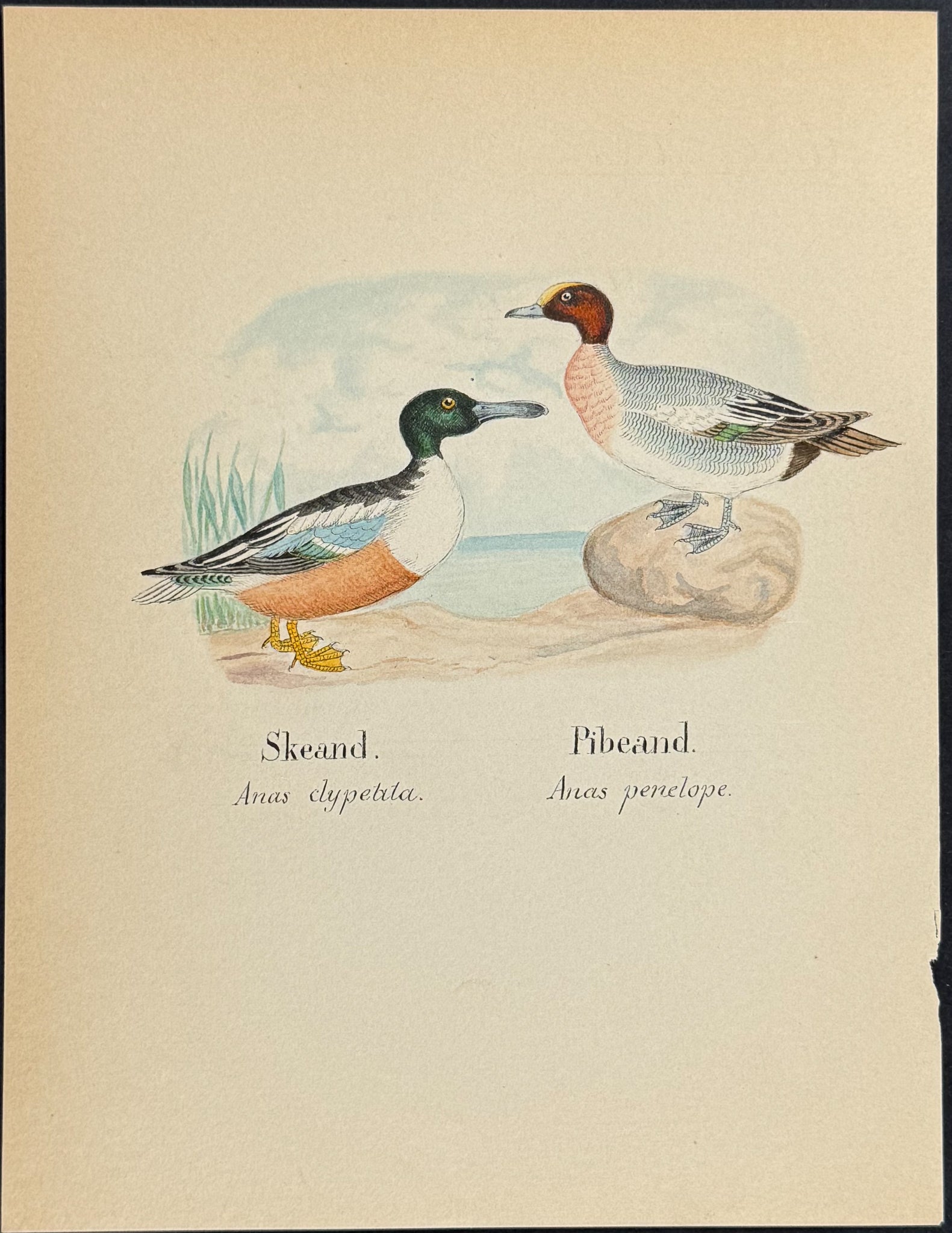 Northern Shoveler & Eurasian Wigeon [Anas clypetita, Anas penelope]