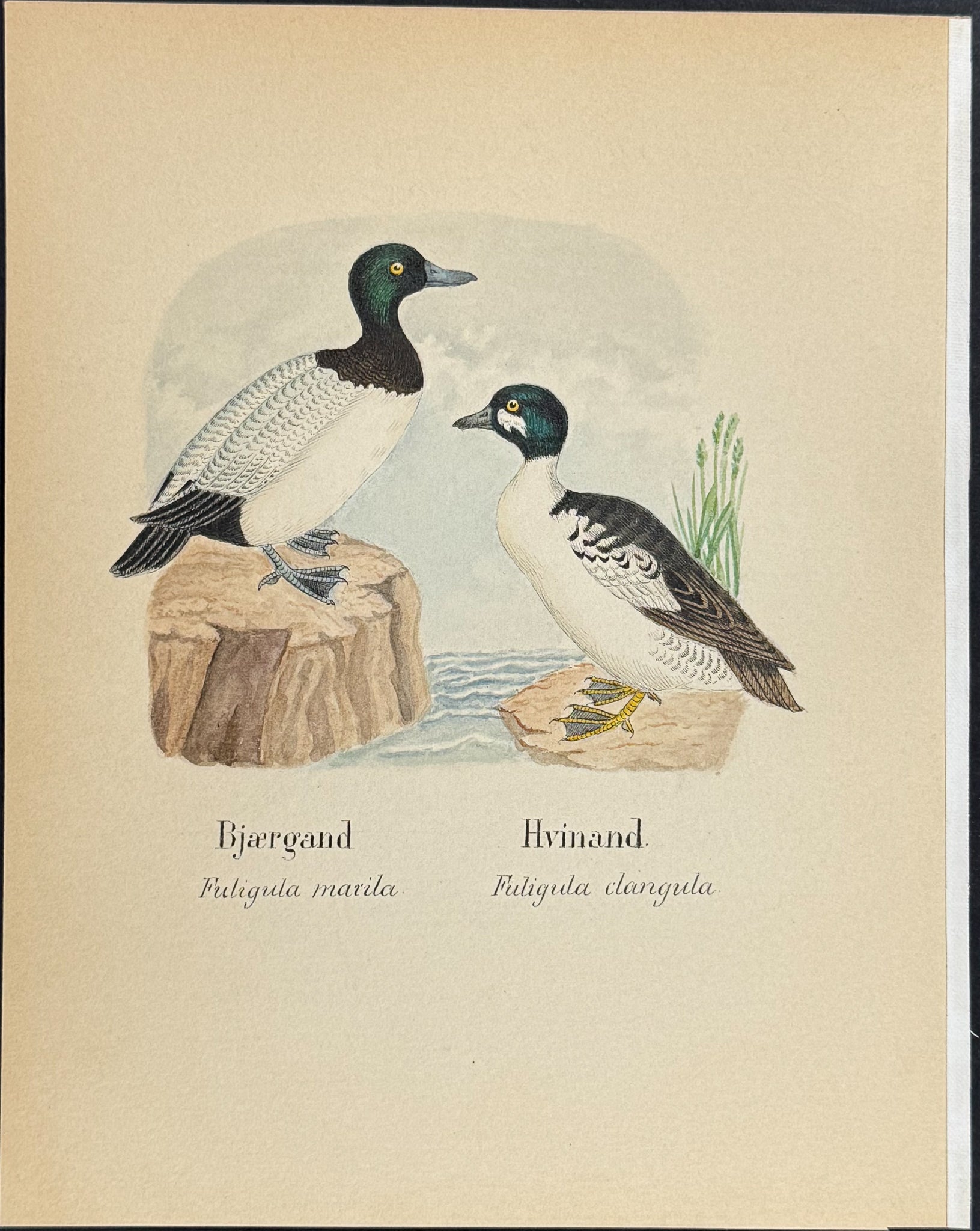 Tufted Duck & Whistler [Fuligula marita, Fuligula clangula]
