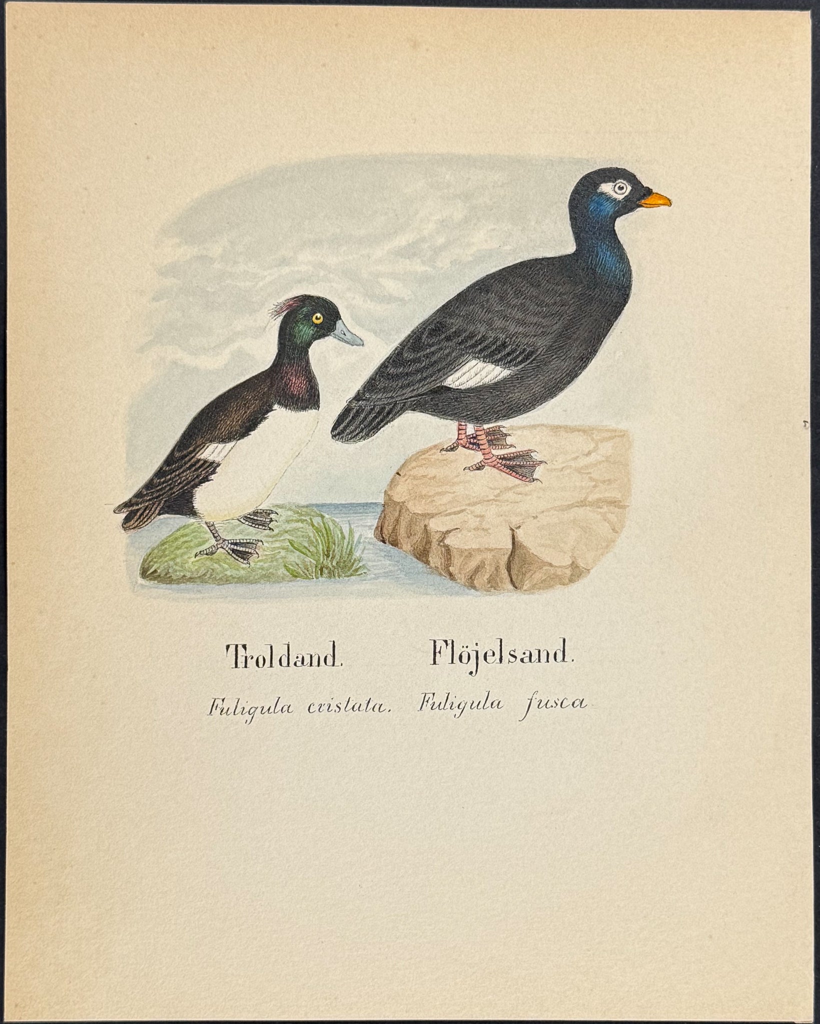 Tufted Duck & Velvet Duck [Fuligula cristata, Fuligula fusca]