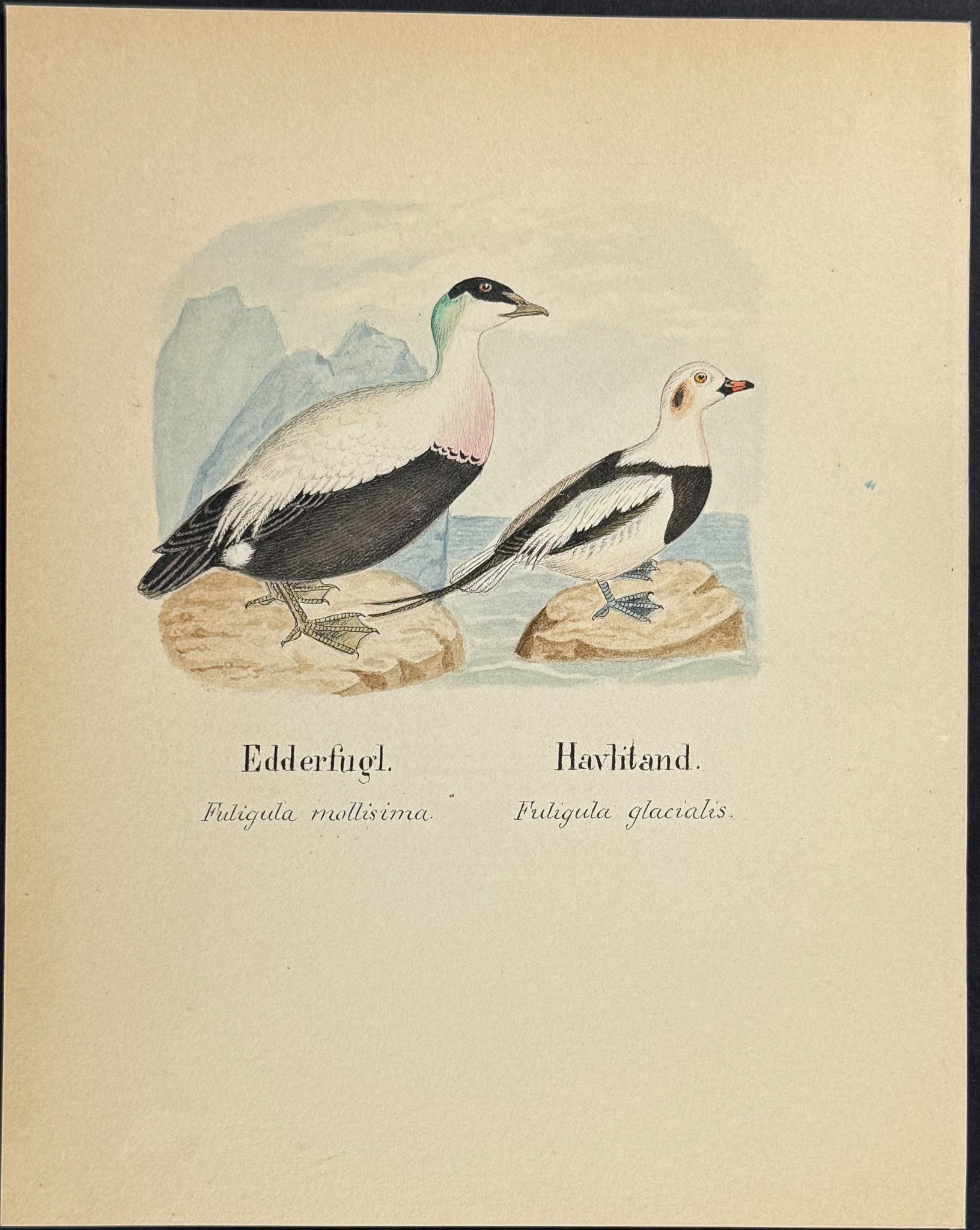 Common Eider & Long-tailed Duck [Fuligula mollisima, Fuligula glacialis]