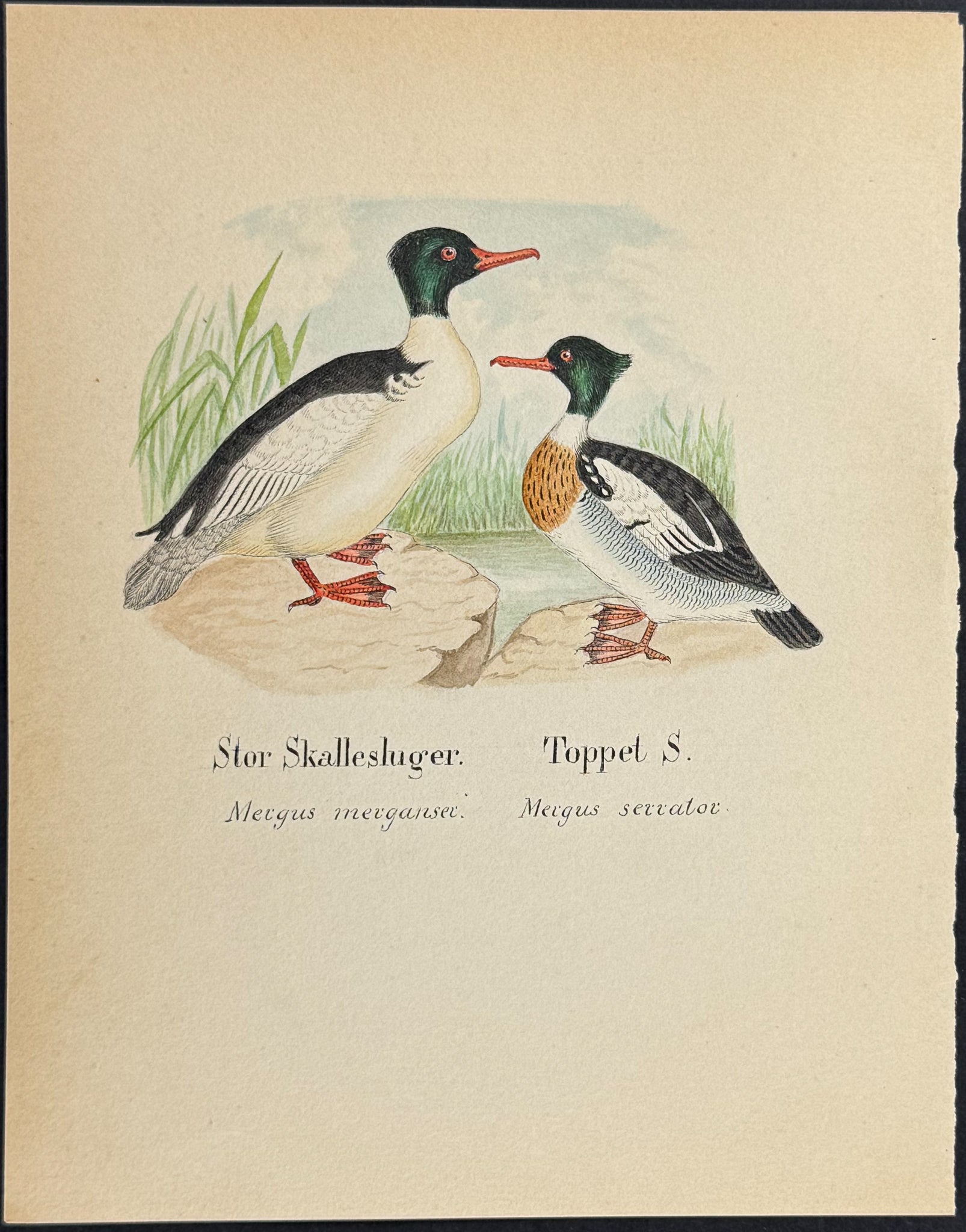 Common Merganser & Red-breasted Merganser [Mergus merganser, Mergus serrator]