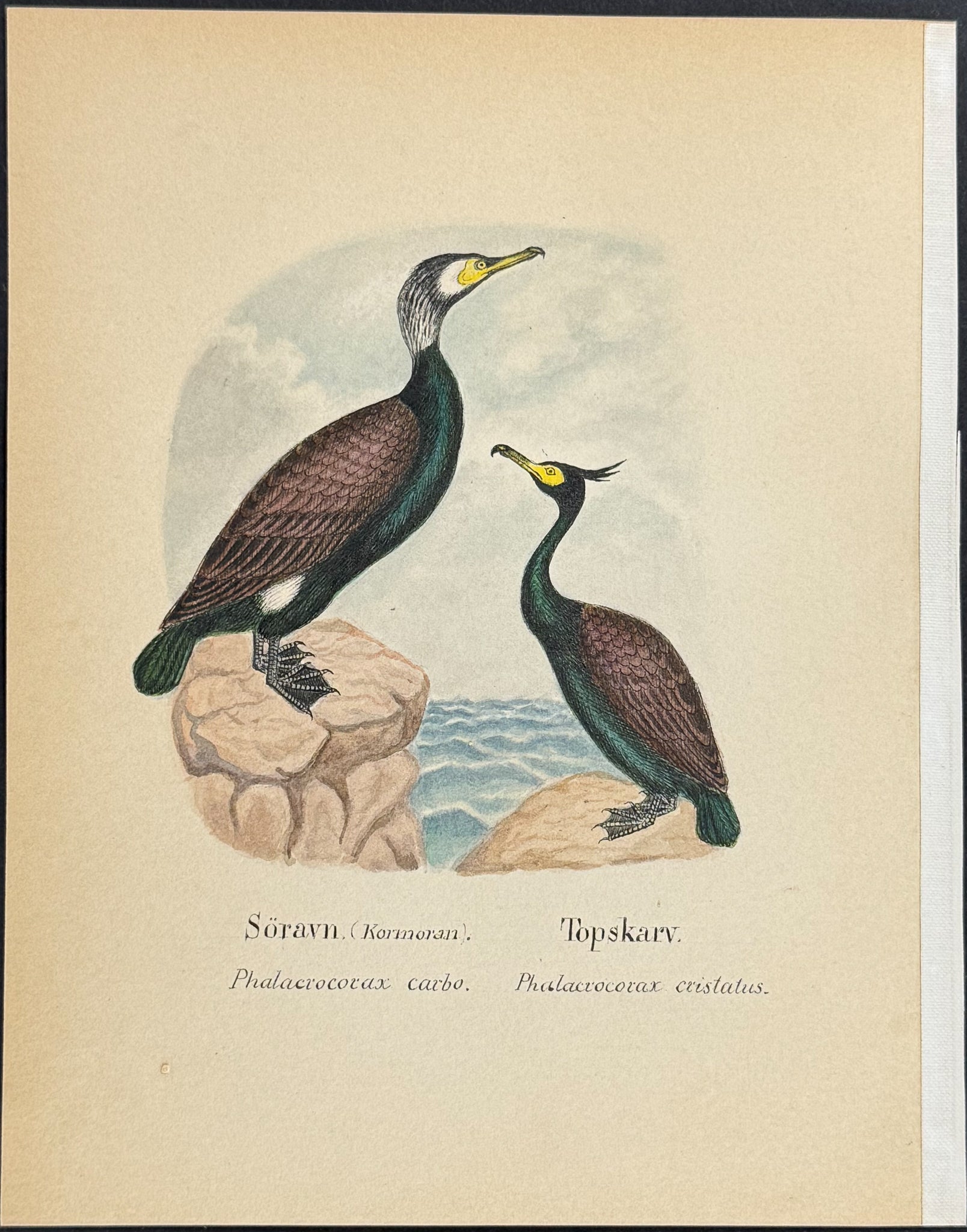 Great Cormorant & Double-crested Cormorant [Phlacrocorax carbo, P. cristatus]