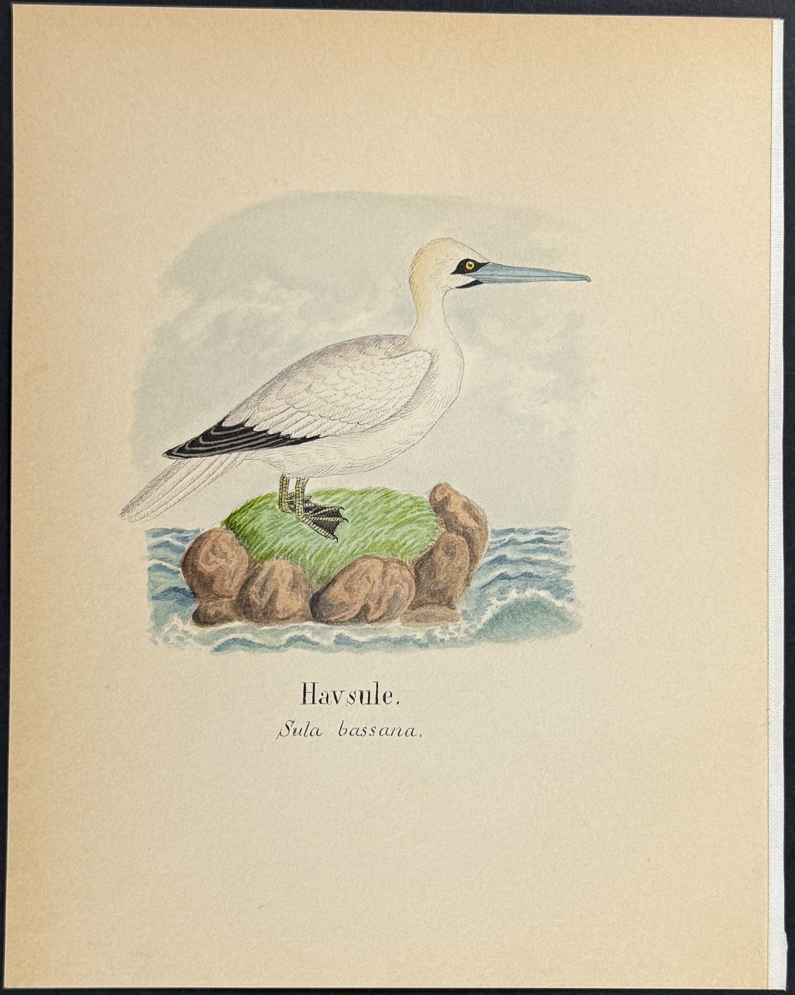Northern Gannet [Sula bassana]