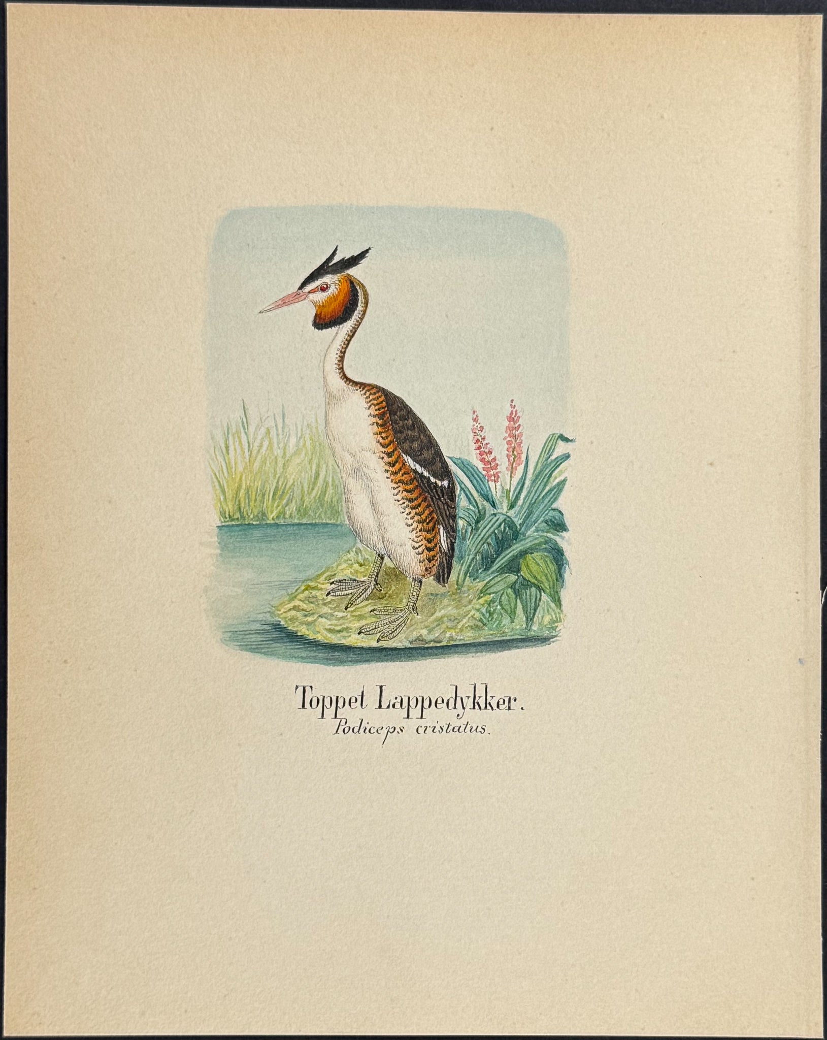 Great Crested Grebe [Podiceps cristatus]