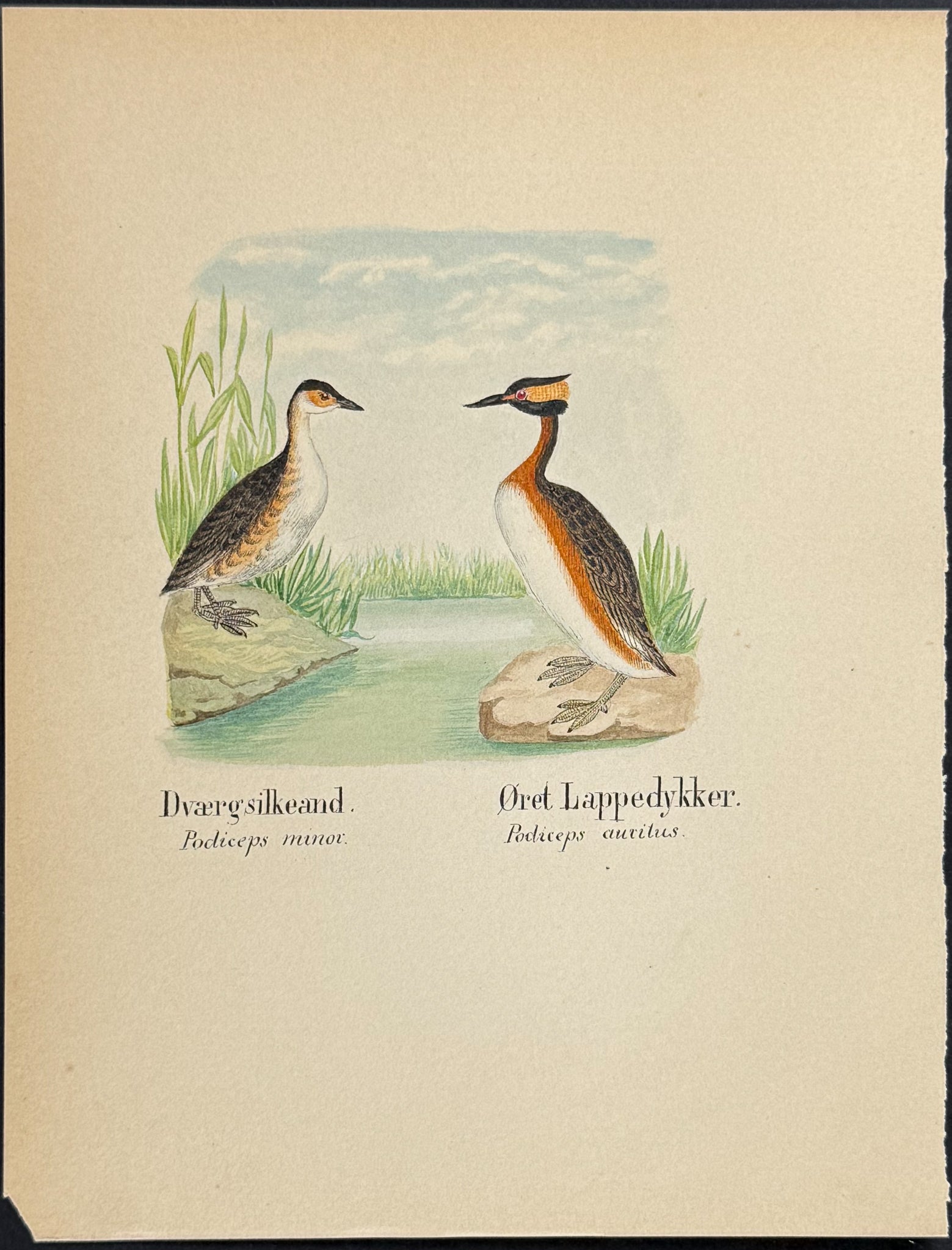 Little Grebe & Horned Grebe [Podiceps minor, P. auritus]