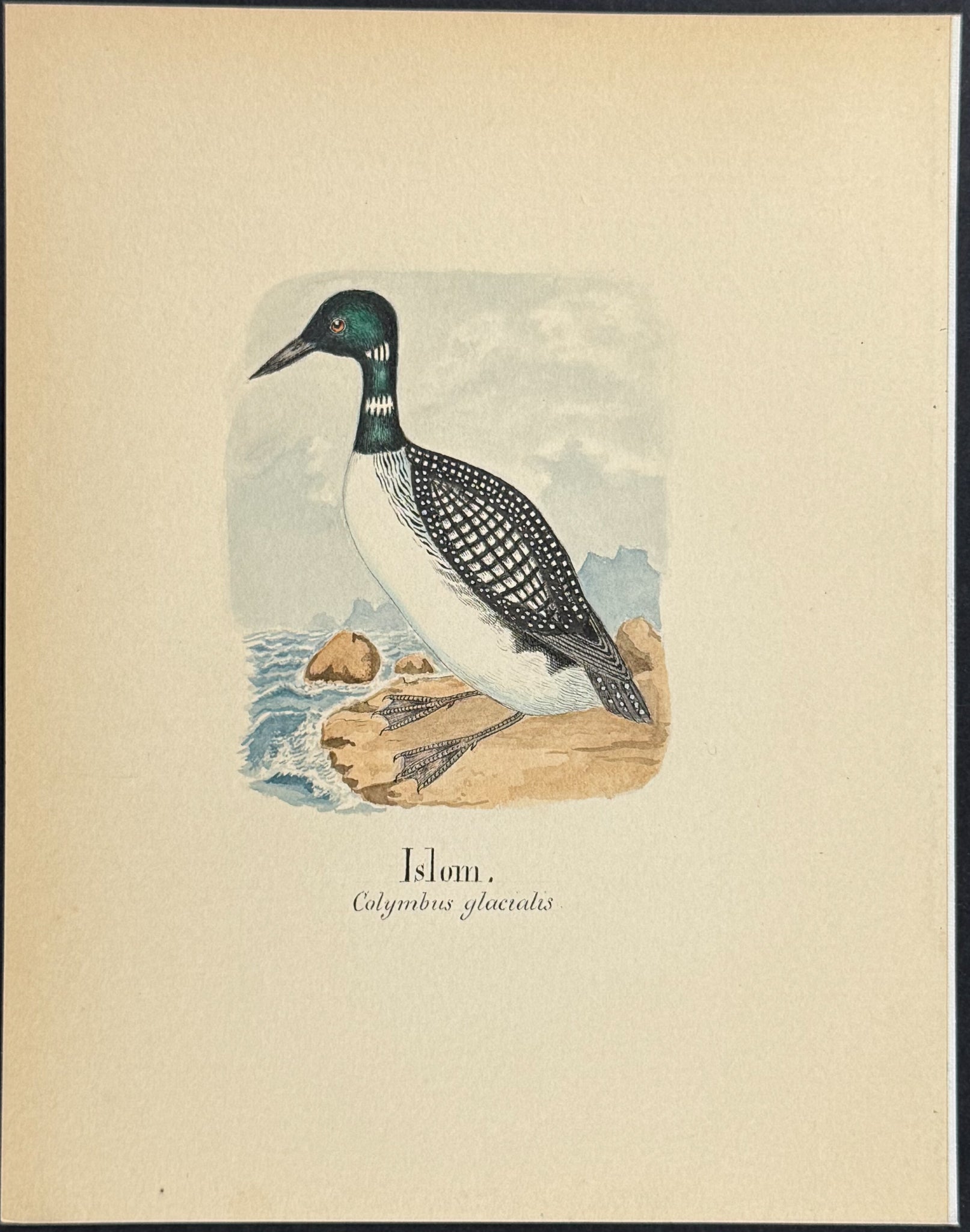 Common Loon [Colymbus glacialis]