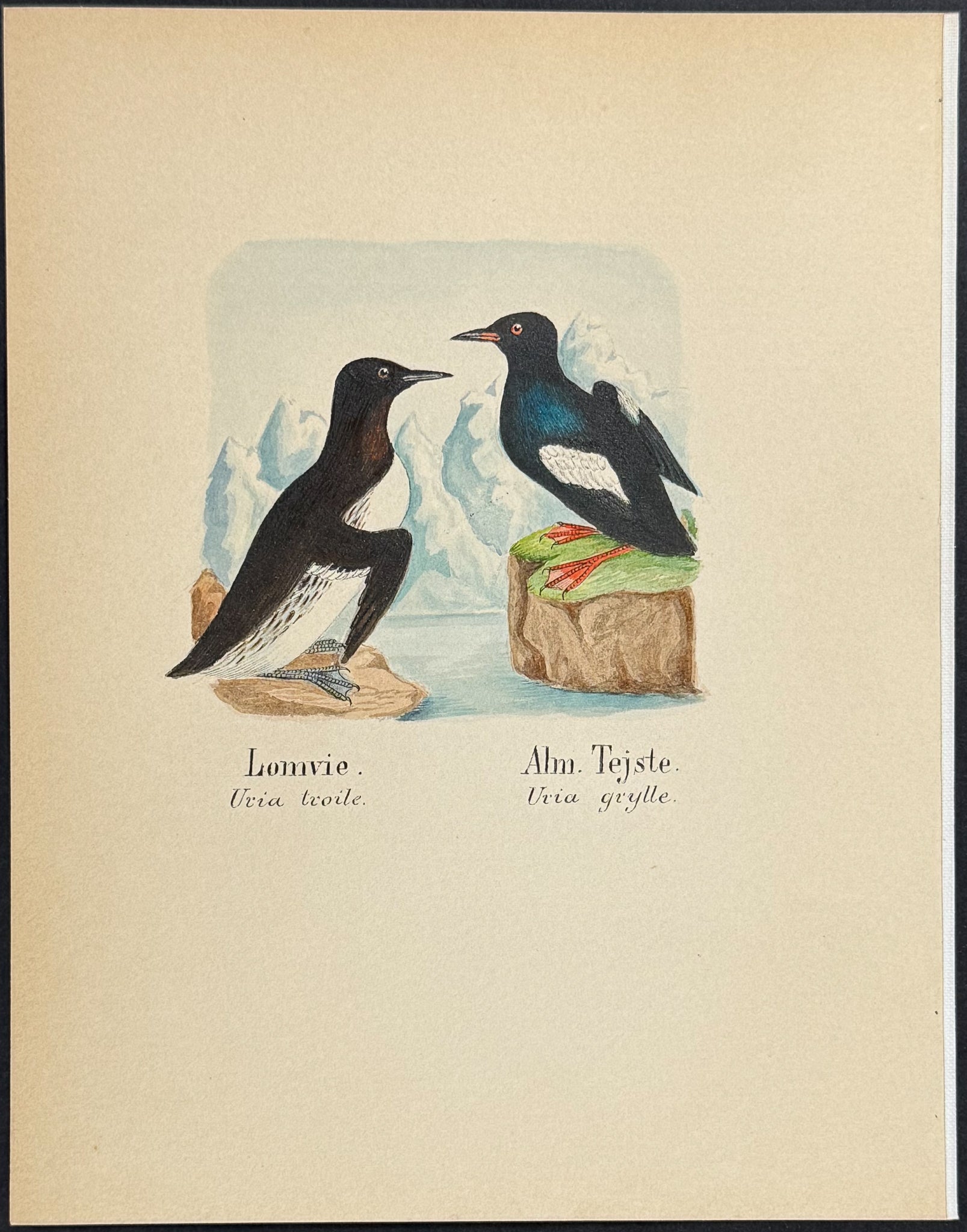Common Murre or Guillemot & Black Guillemot [Uria troile, U. grylle]