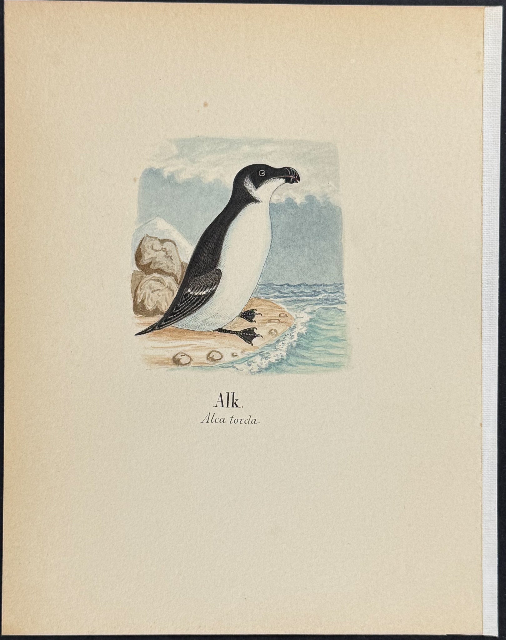 Razorbill [Alca torda]