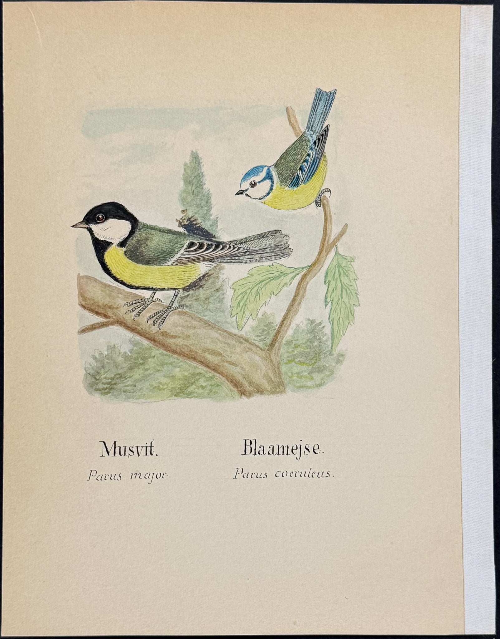 Tit [Parus major, P. coeruleus]