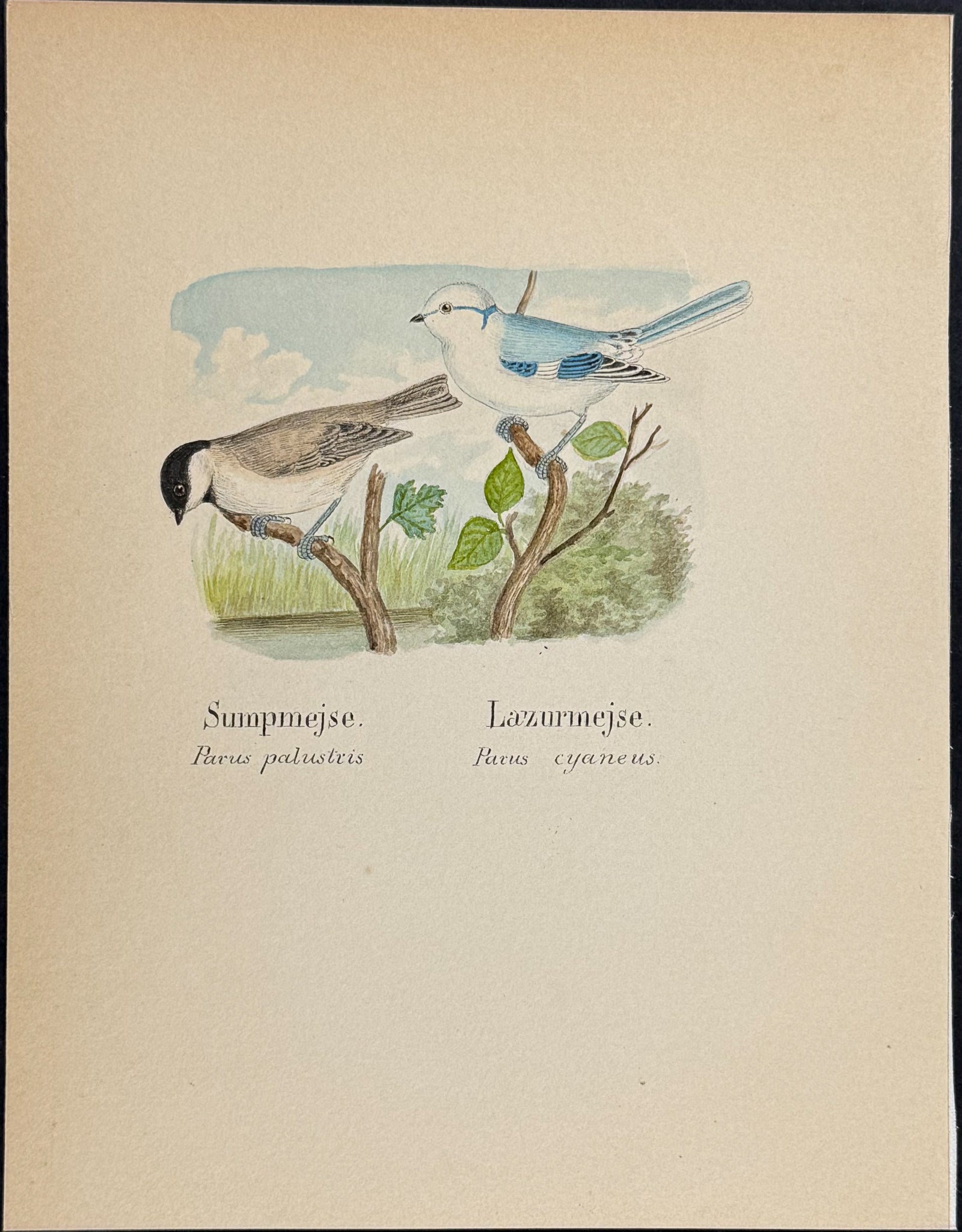 Tit [Parus palustris, P. cyaneus]