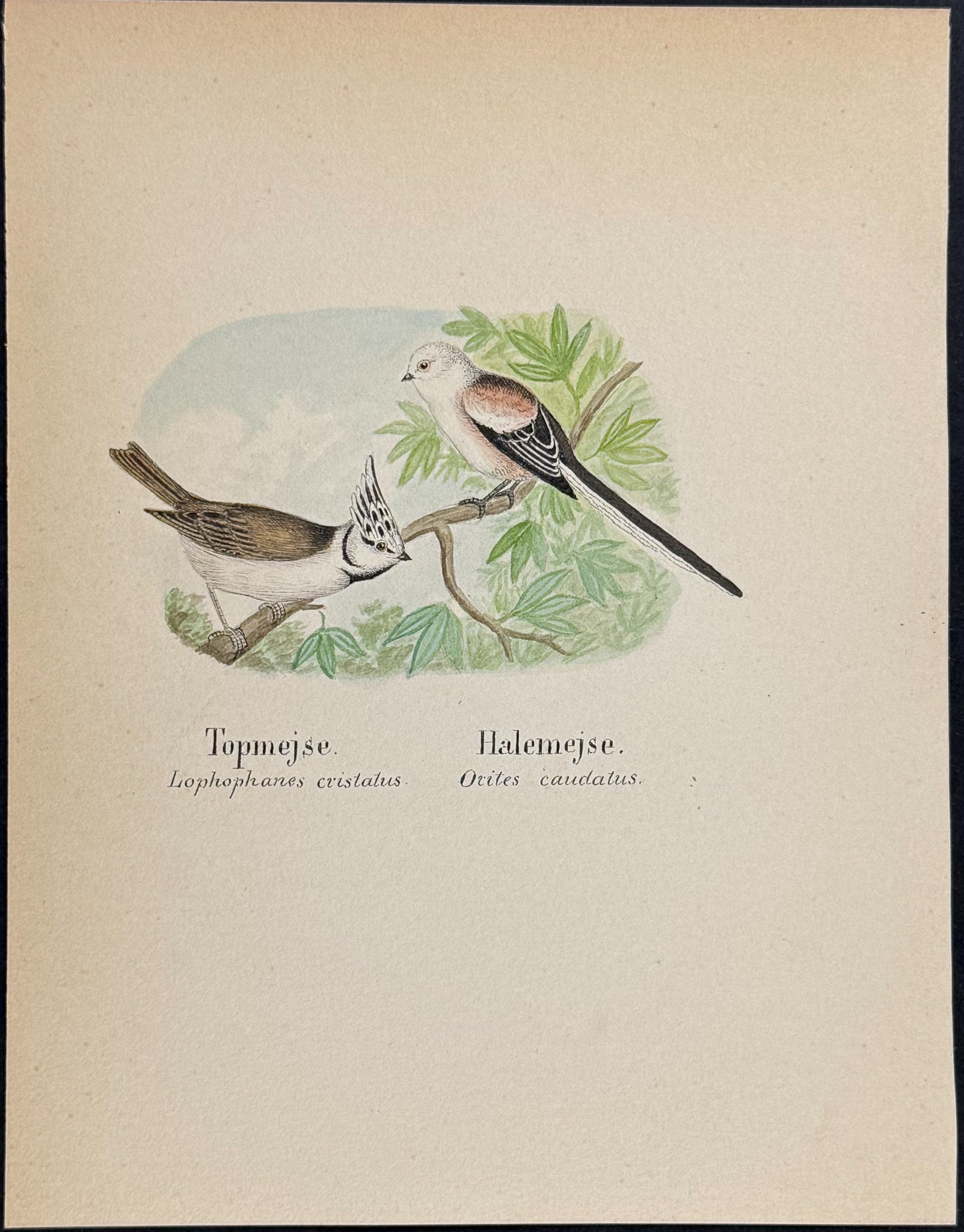 Tit [Lophophanes cristatus, Orites caudatus]