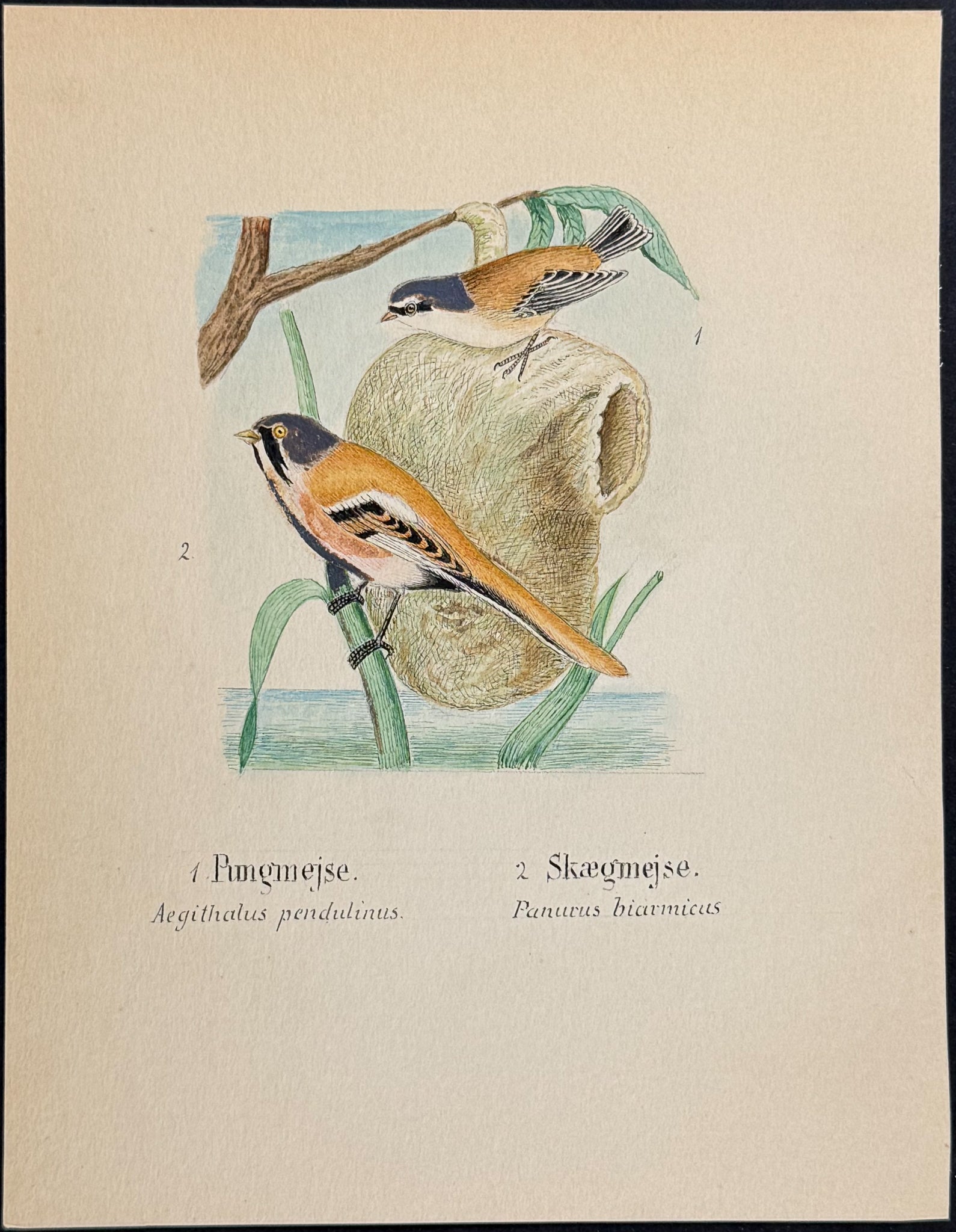 Tit & Reedling [Aegithalus pendulinus, Panurus biarmicus]