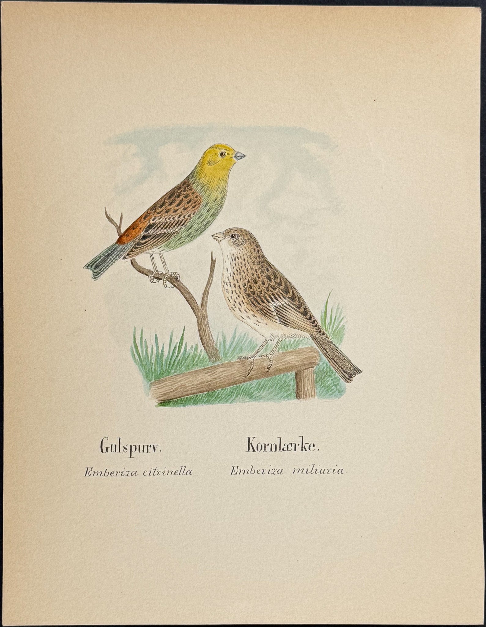 Yelllowhammer & Corn Bunting [Emberiza citrinella, E. miliaria]