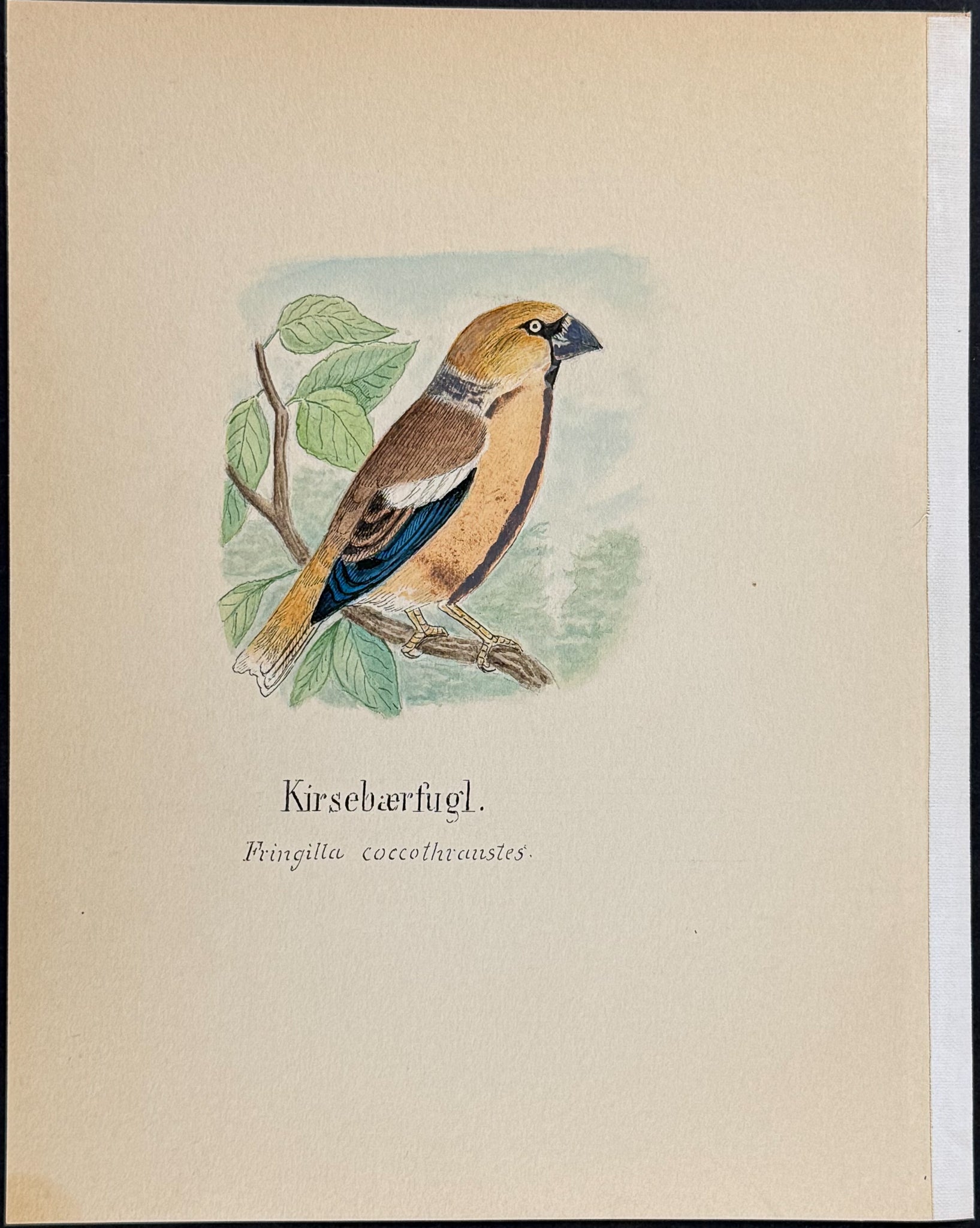 Hawfinch [Fringilla coccothraustes]