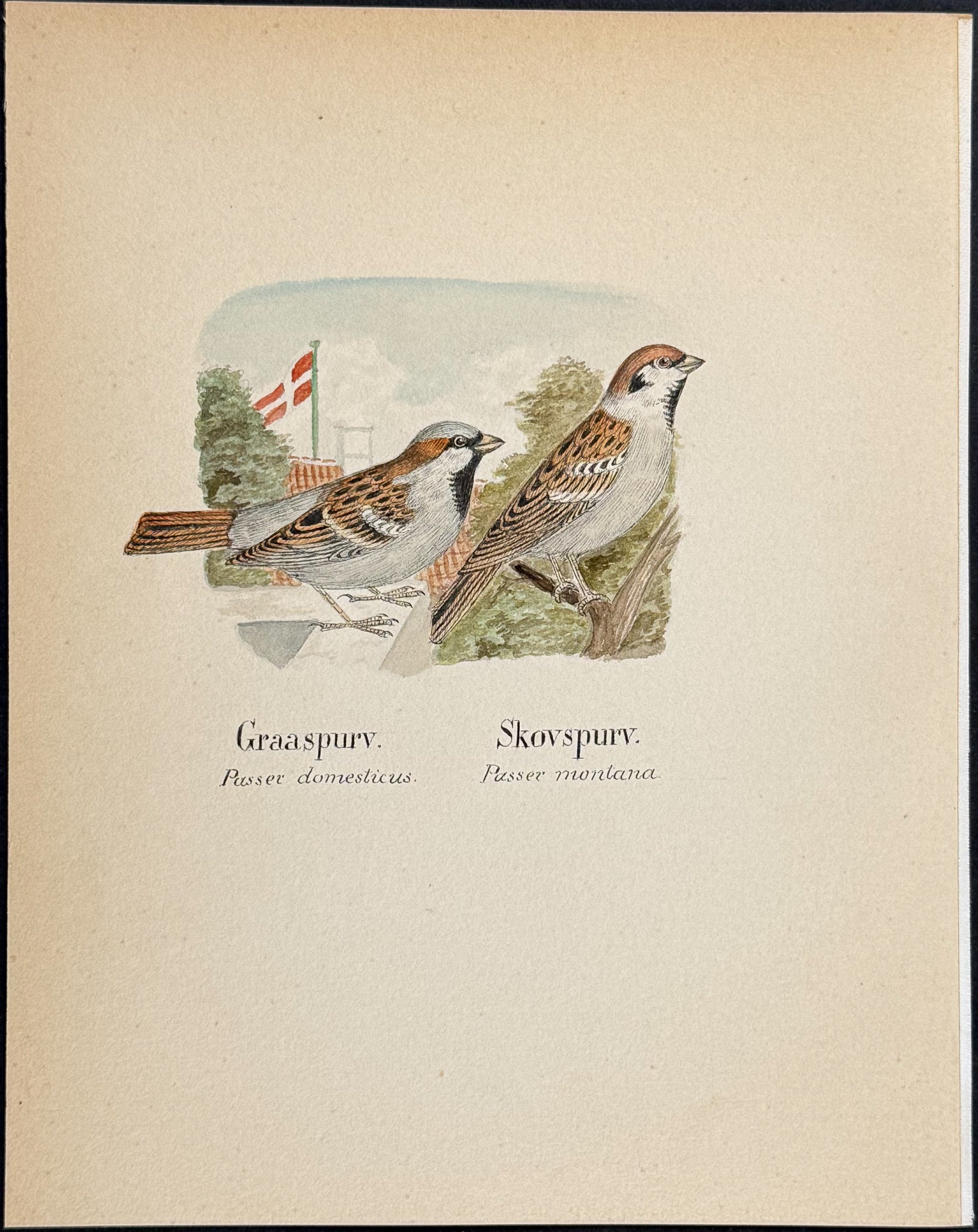 Sparrow [Passer domesticus, P. montana]