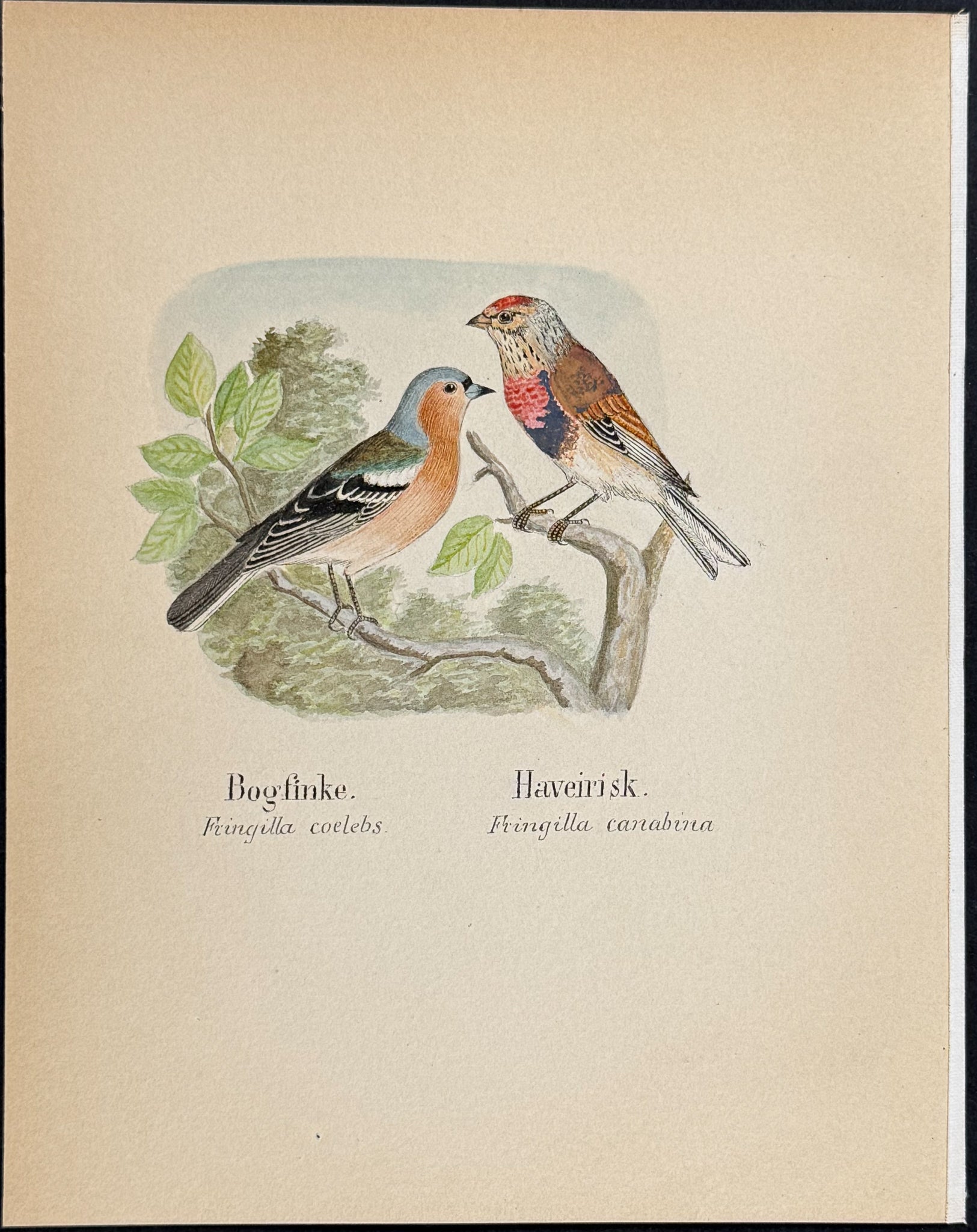 Chaffinch & Linnet [Fringilla coelebs, F. canabina]