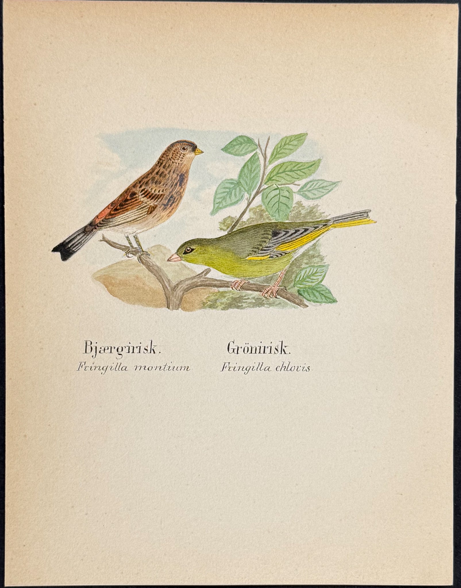 Twite & Greenfinch [Fringilla montium, F. chloris]