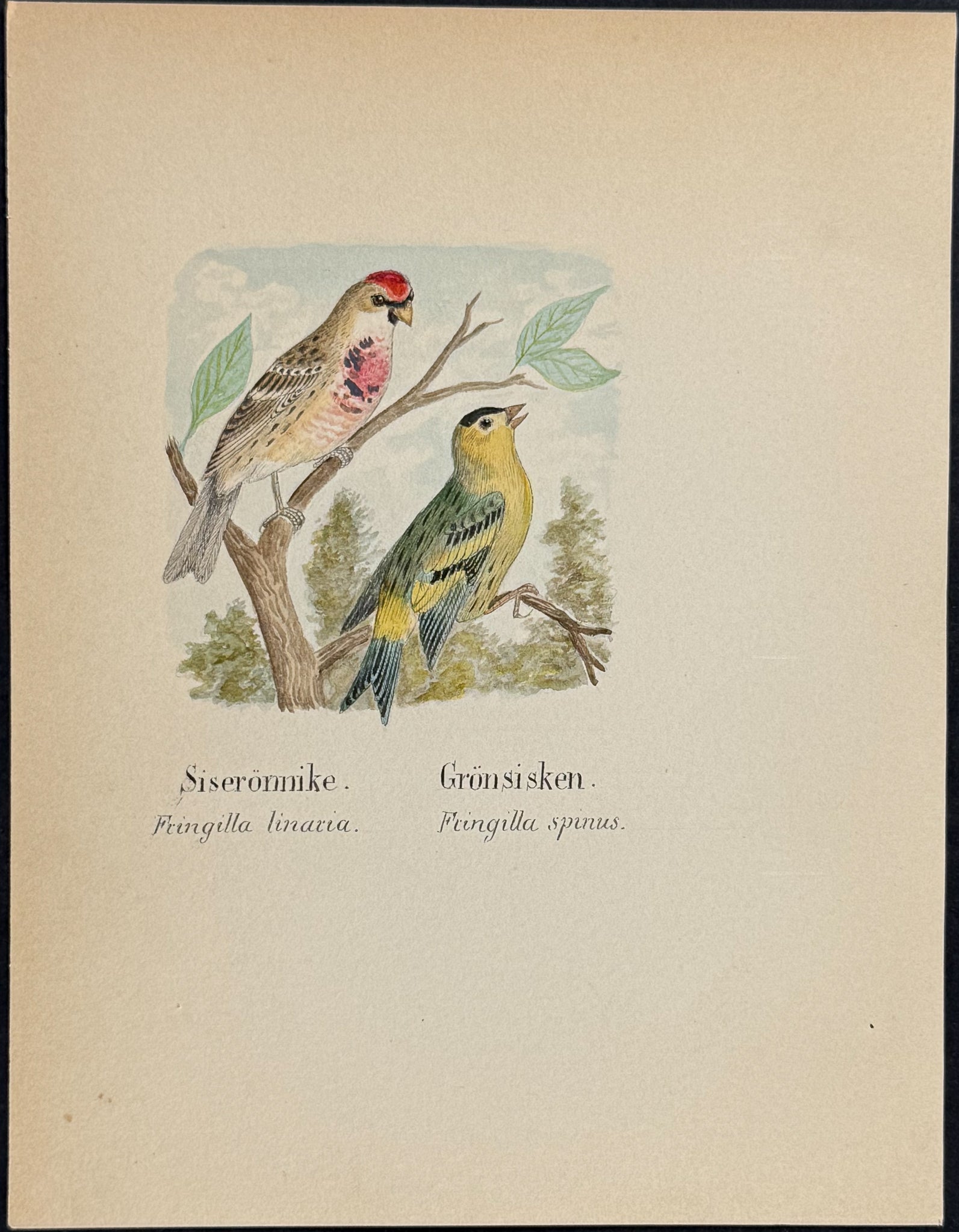 Finch & Siskin [Fringilla linaria, F. spinus]