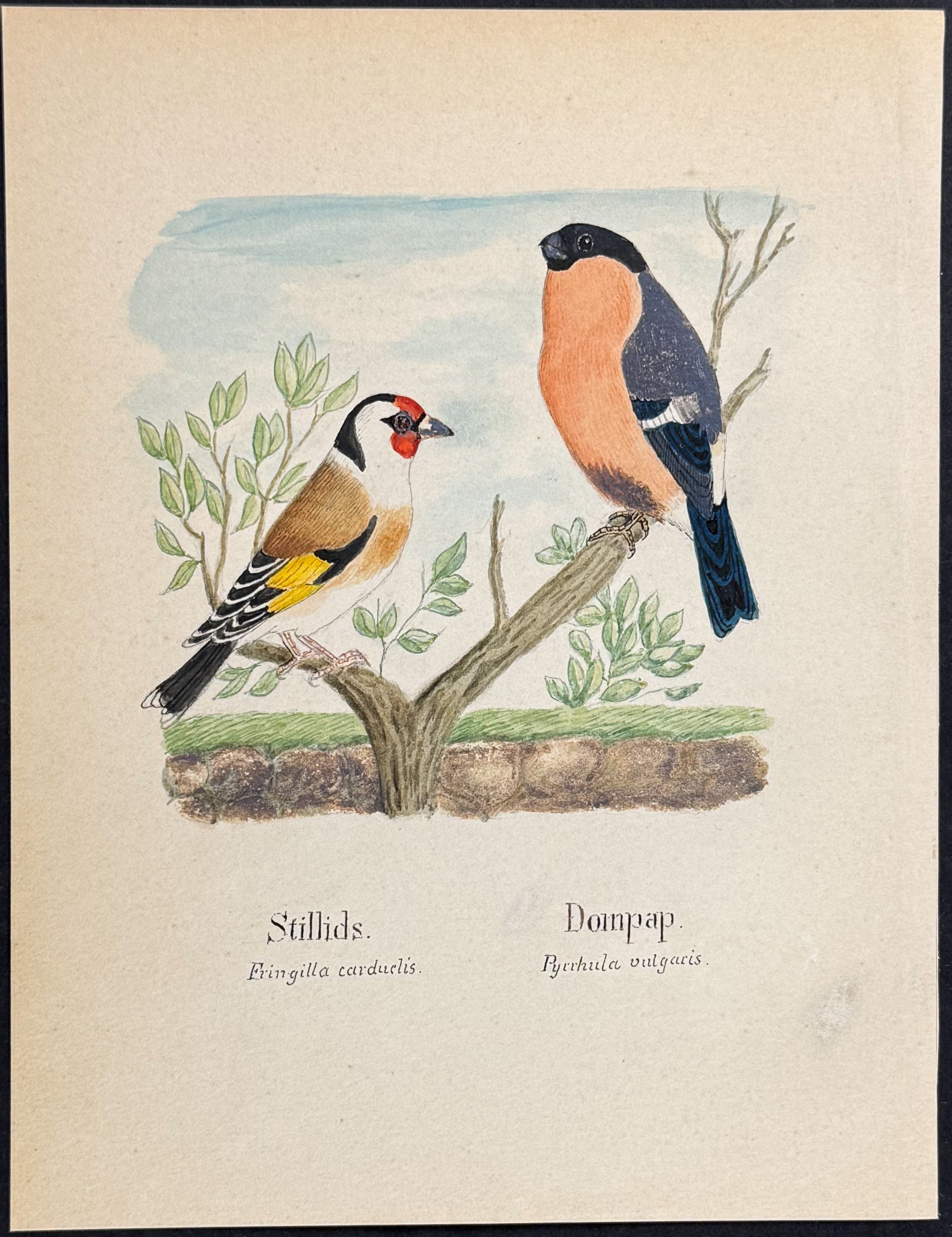 Goldfinch & Bullfinch [Fringilla carduelis, Pyrrhula vulgaris]