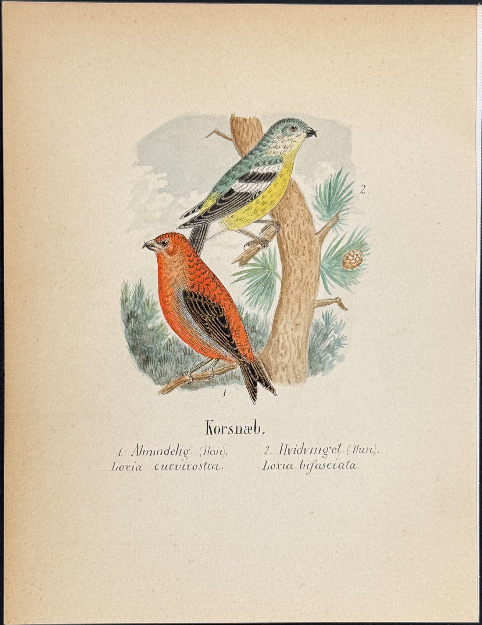Crossbill [Loxia curvirostra, L. bifasciata]