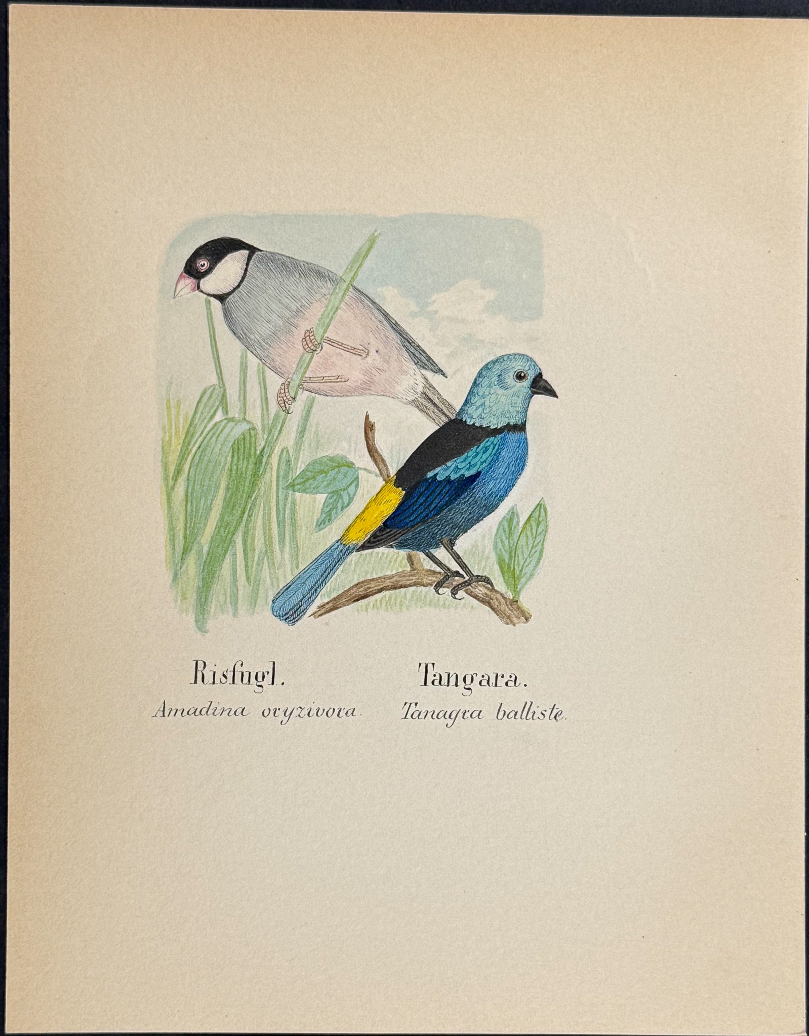 Sparrow & Tanager [Amadina oryzivora, Tanagra balliste]