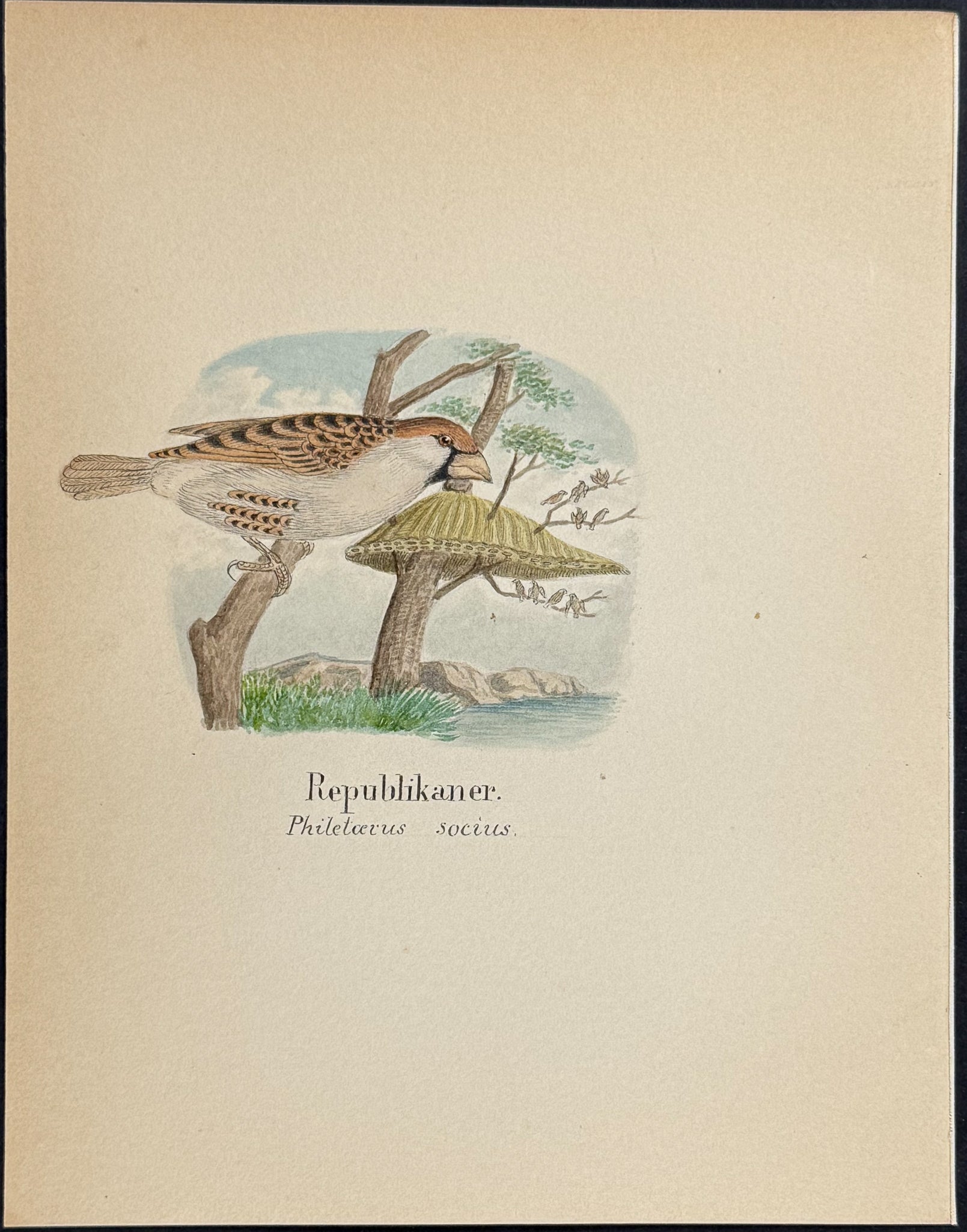Sociable Weaver [Philetoerus socius]