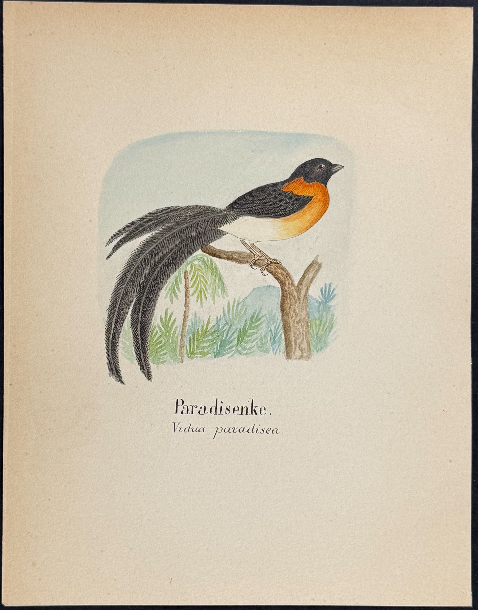 Long-tailed Paradise Whydah [Vidua paradisea]
