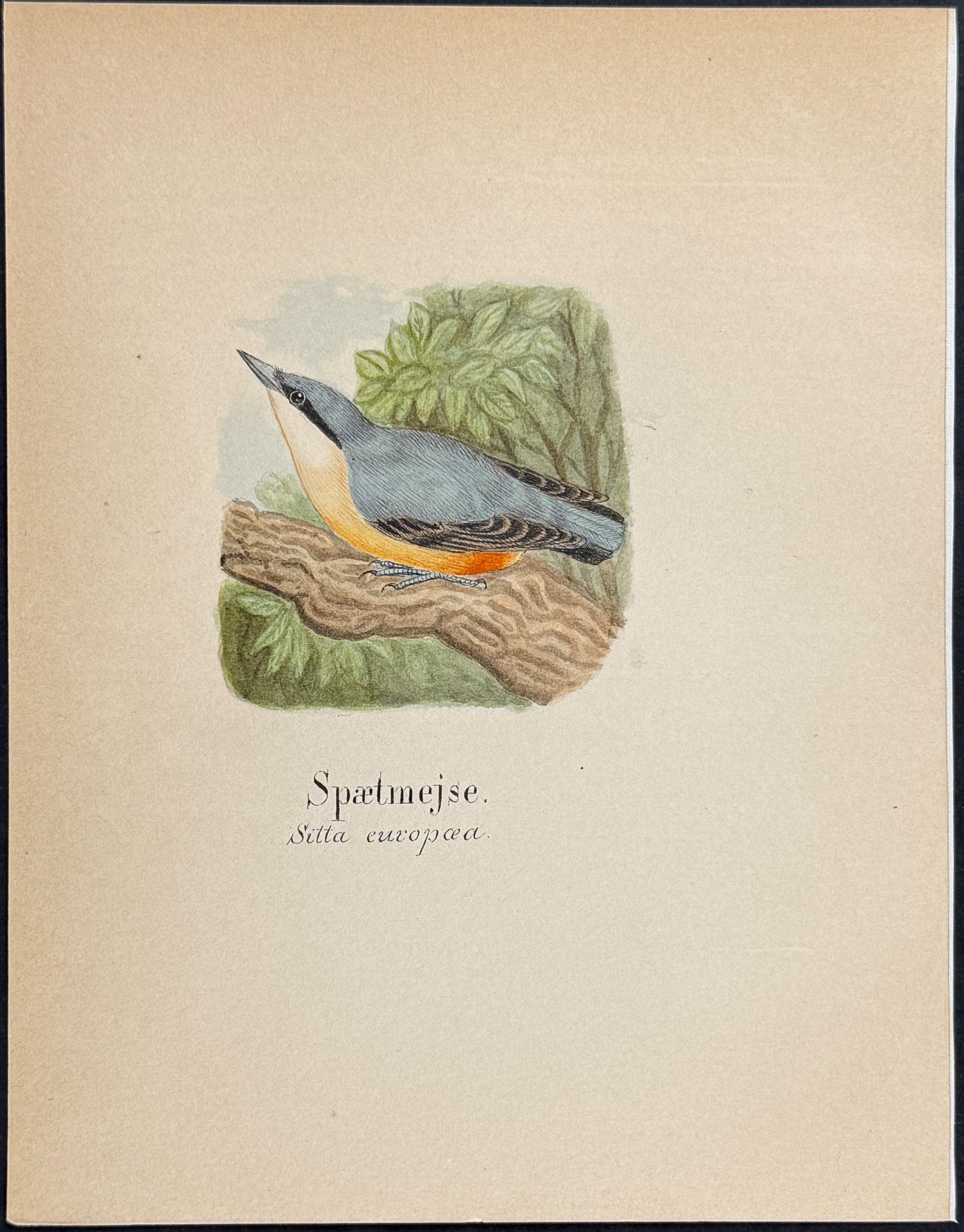 Eurasian Nuthatch [Sitta europaea]