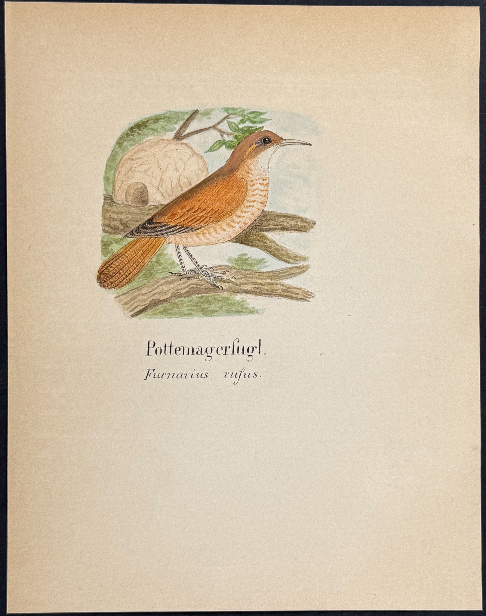 Rufous Hornero [Furnarius rufus]