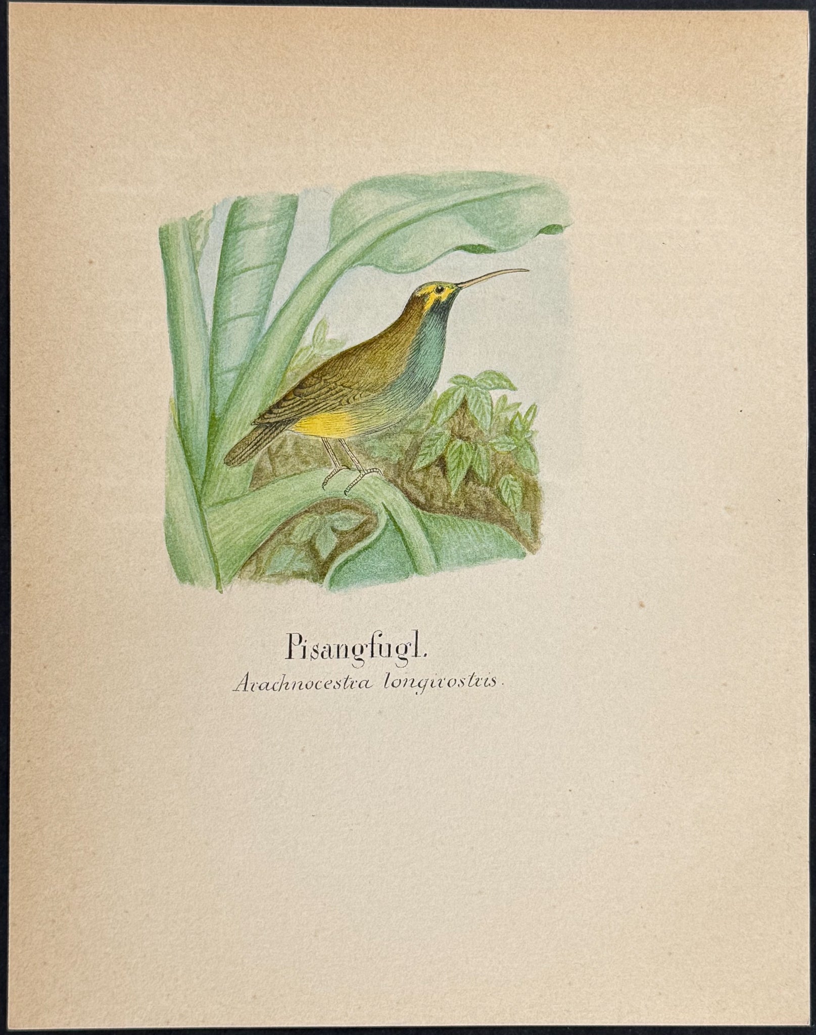 Little Spiderhunter [Arachnocestra longirostrus]