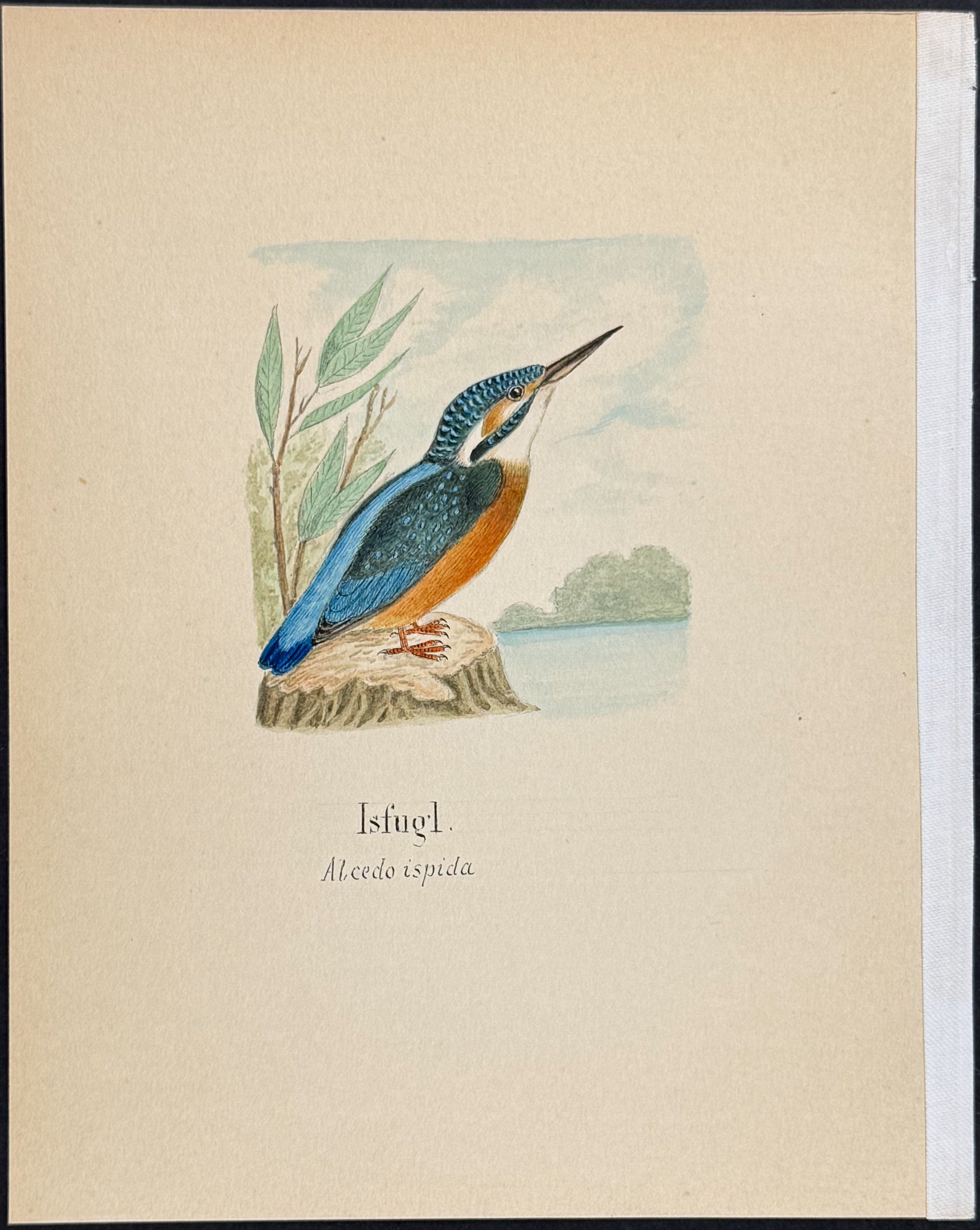 European or Common Kingfisher [Alcedo inspida]