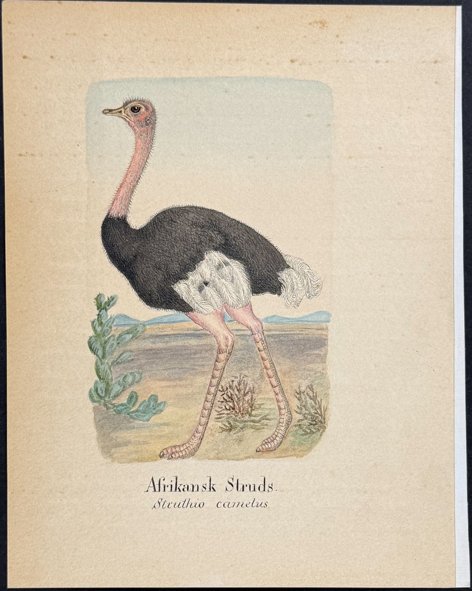 Common Ostrich [Struthio camelus]