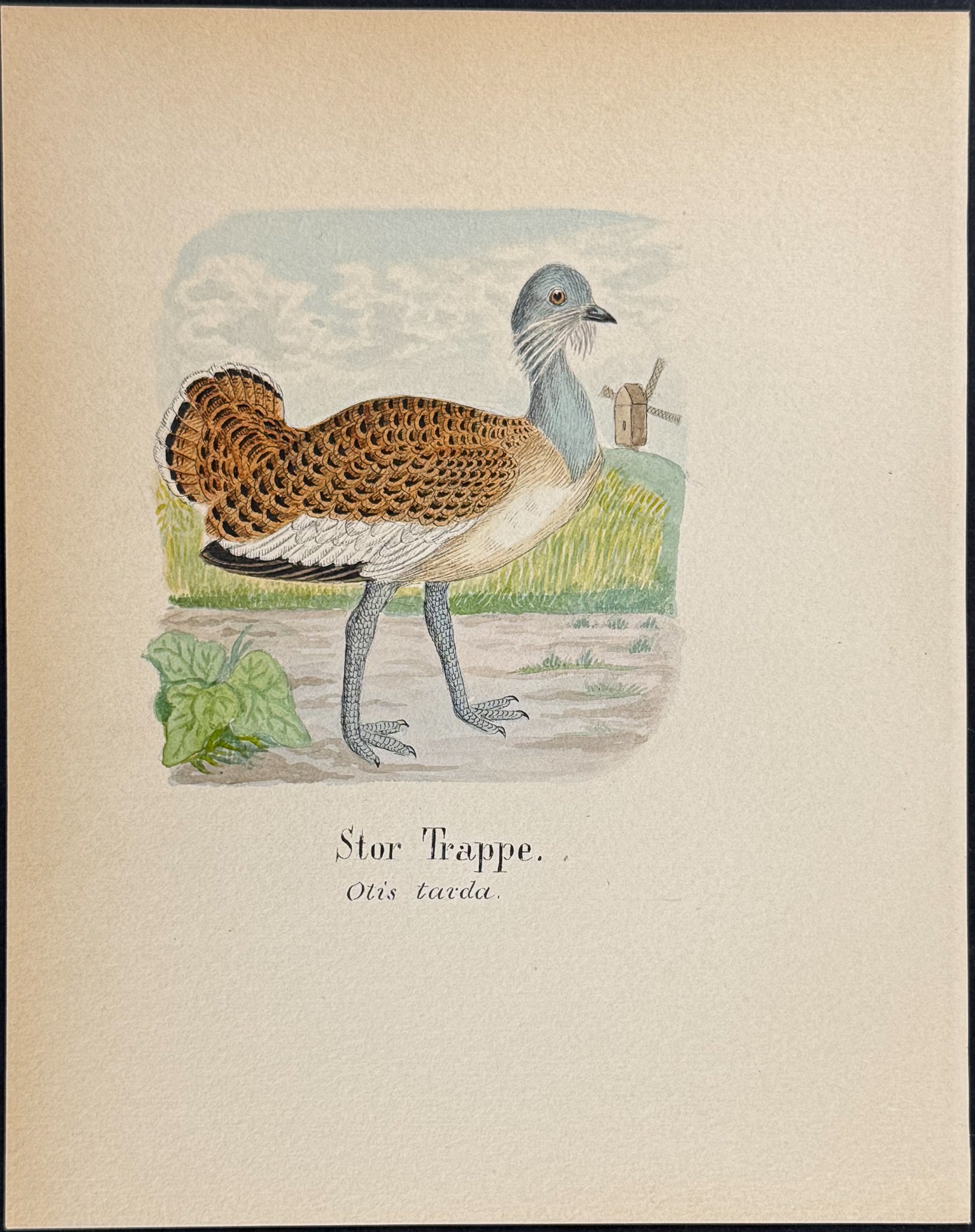 Great Bustard [Otis tarda]