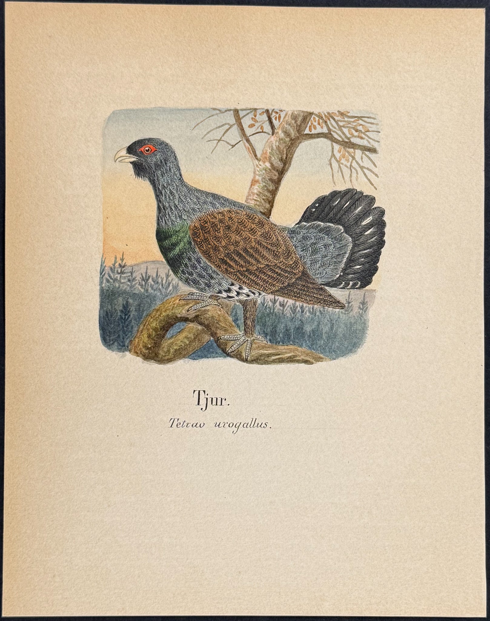 Western Capercaillie [Tetrao urogallus]