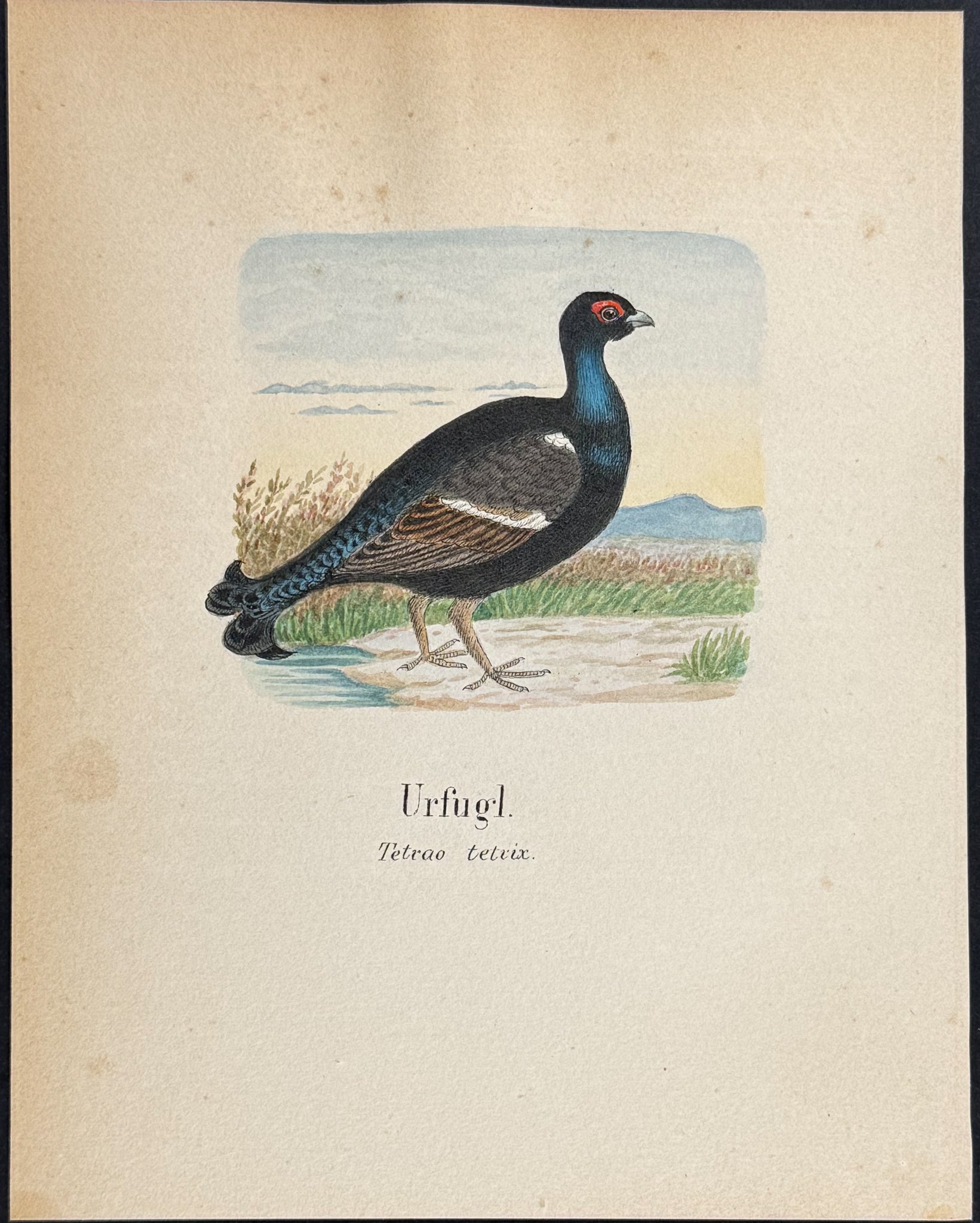 Black Grouse [Tetrao tetrix]