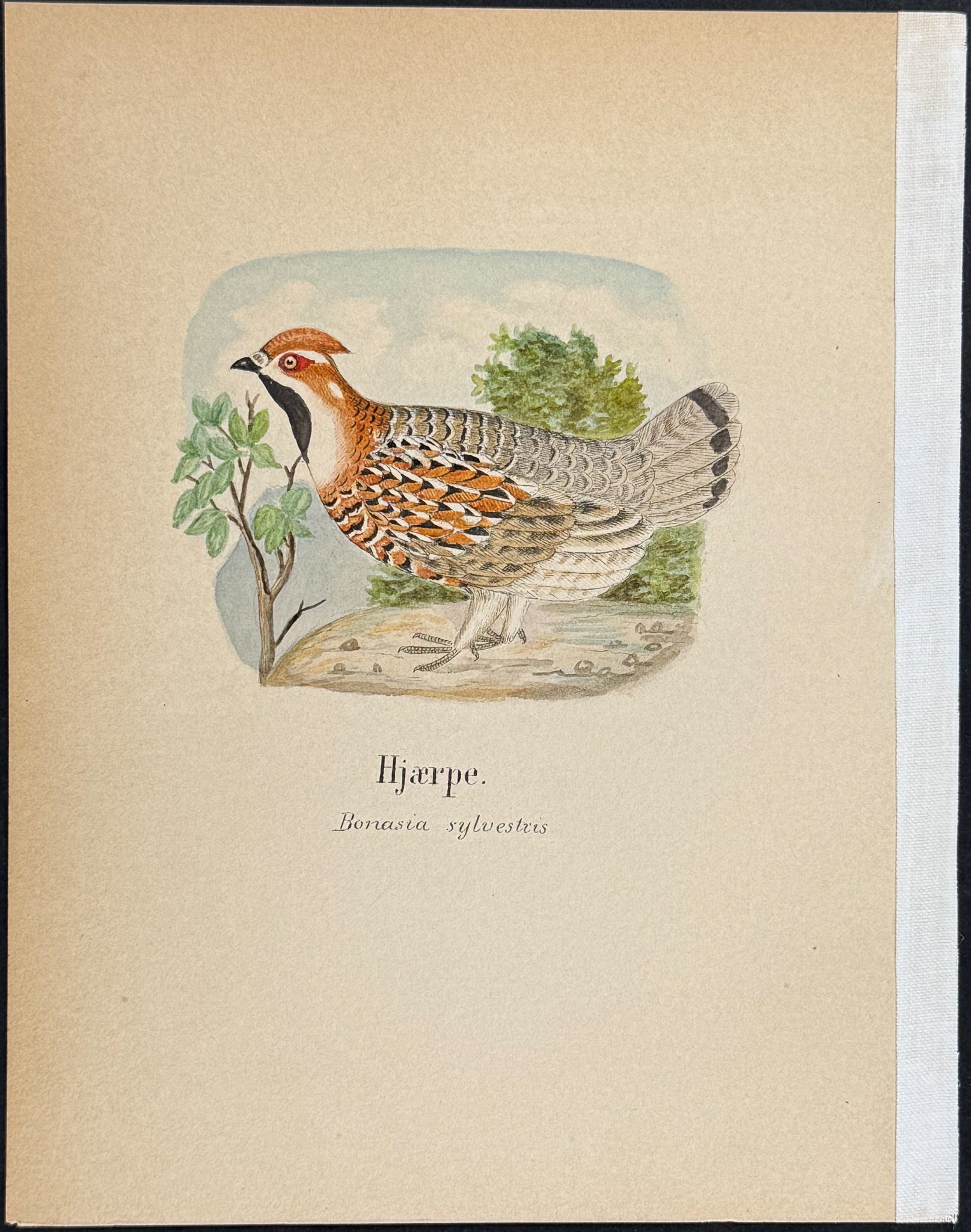 Hazel Grouse [Bonasia sylvestris]