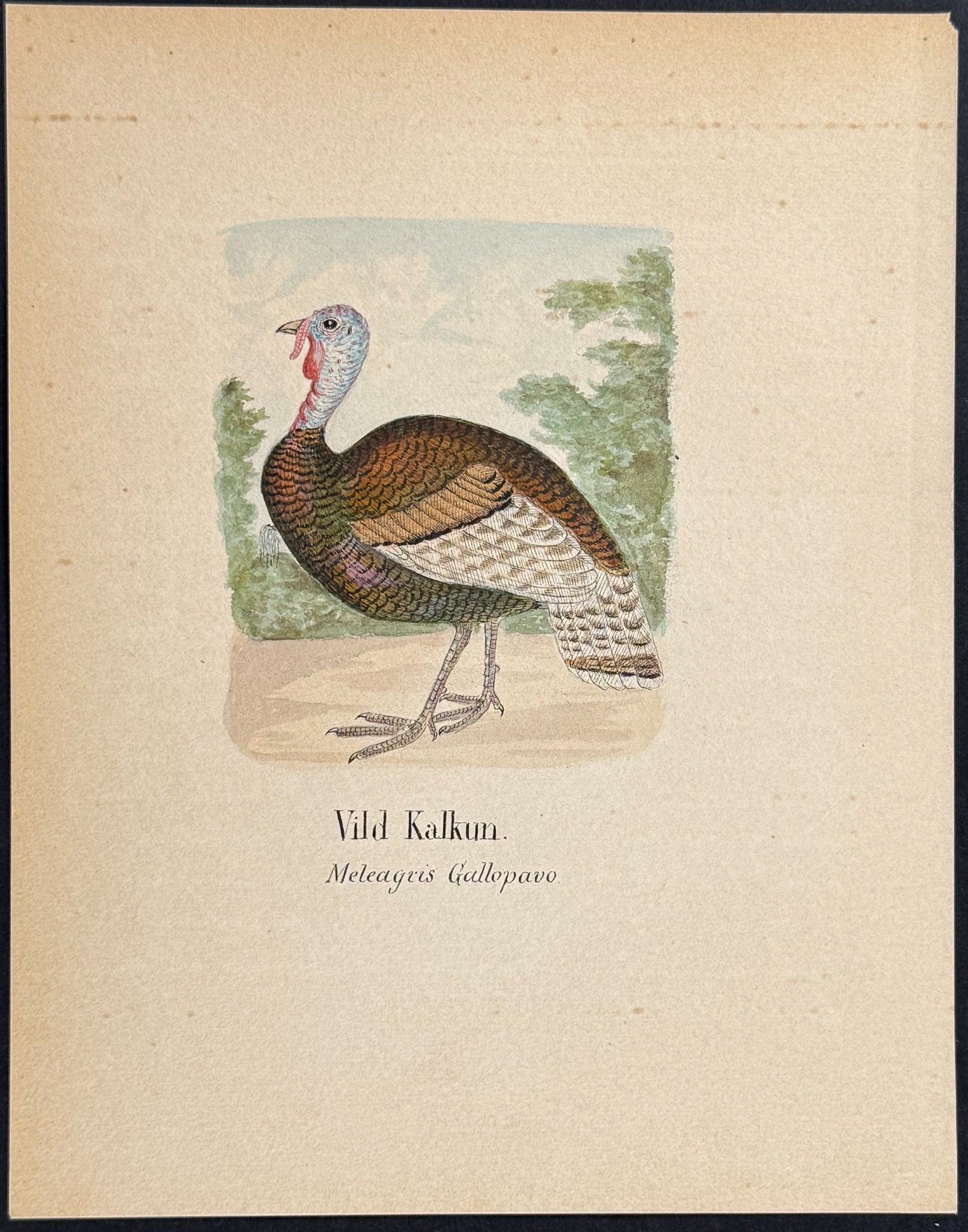 Wild Turkey [Meleagris gallopavo]